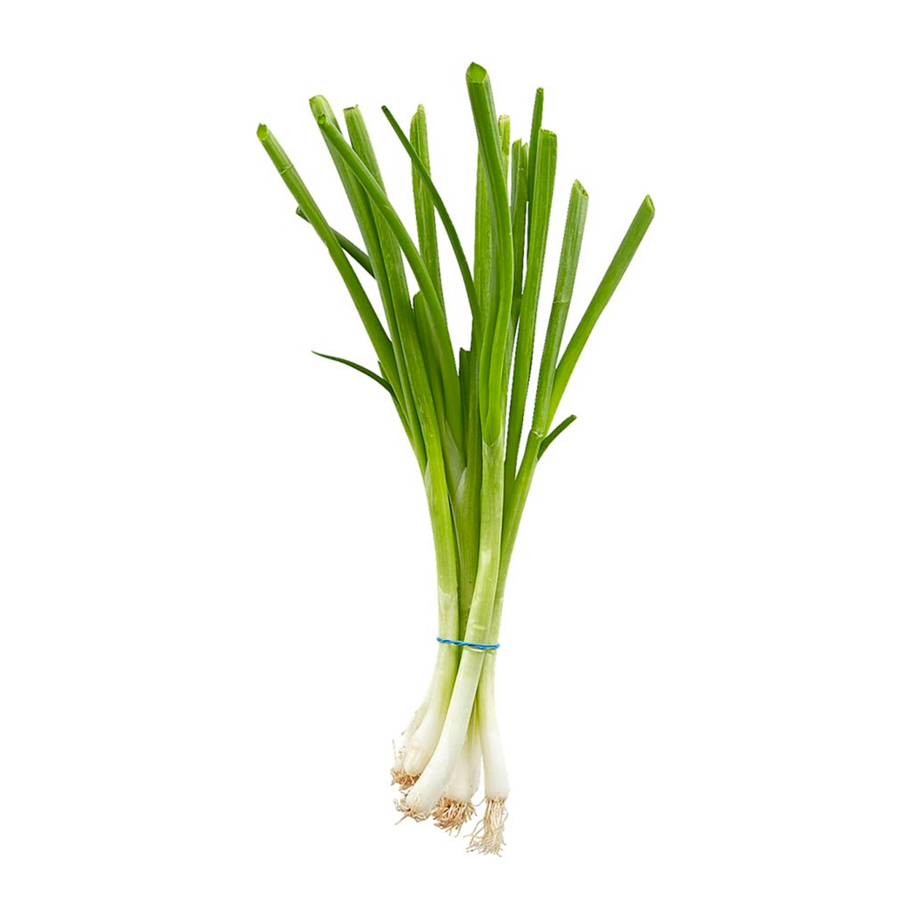 Freshly Harvested Commercial Bundle Of Green Onions Background