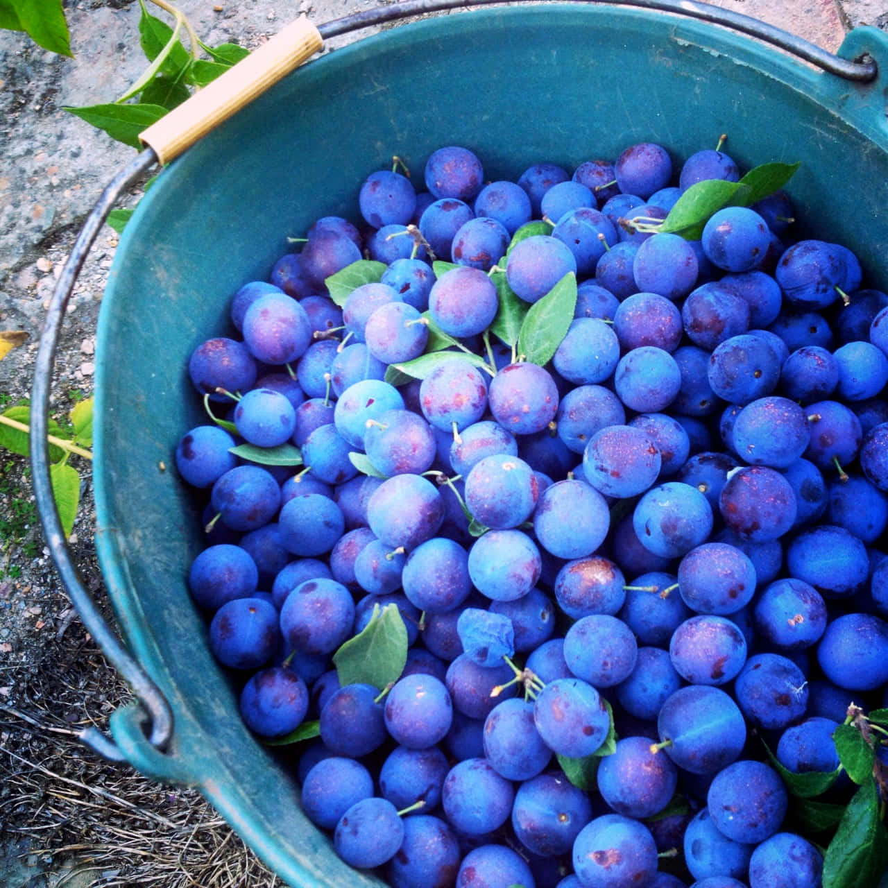Freshly Harvested Damson Plums In Bucket