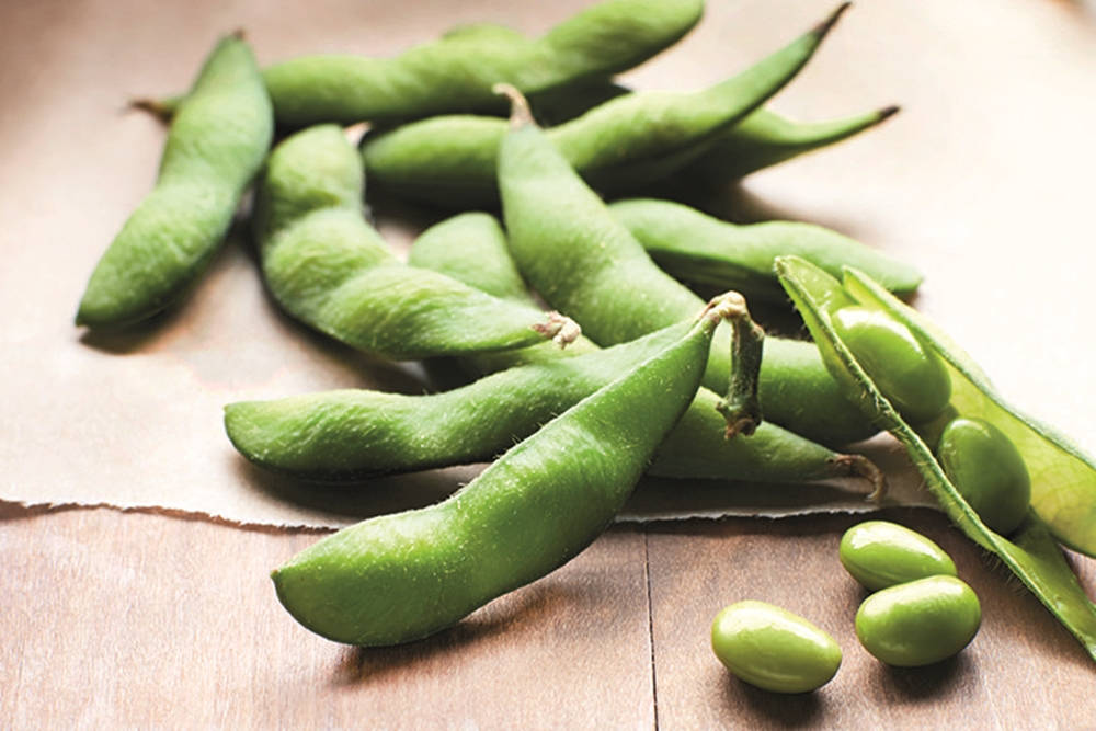 Freshly Harvested Edamame In Pods - A Picture Of Health.