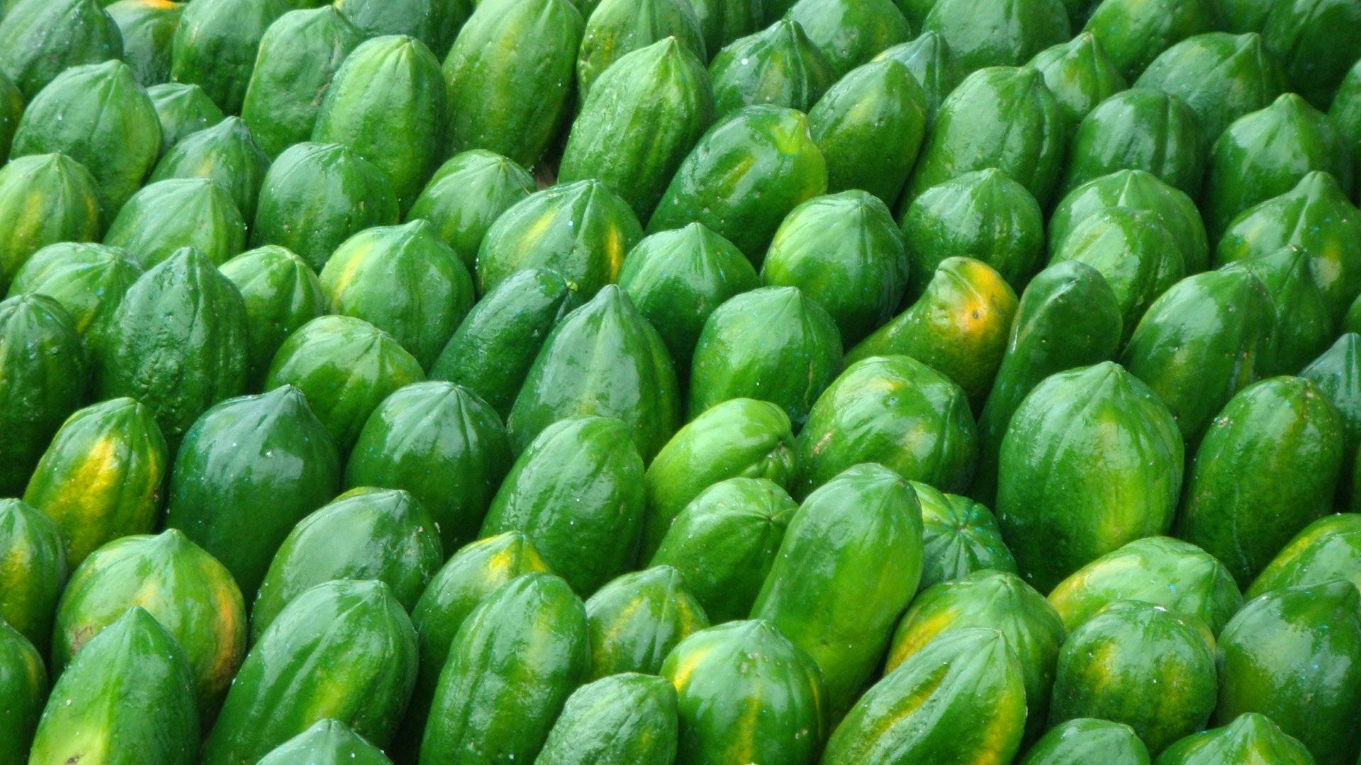 Freshly Harvested Green Papaya Fruits Background