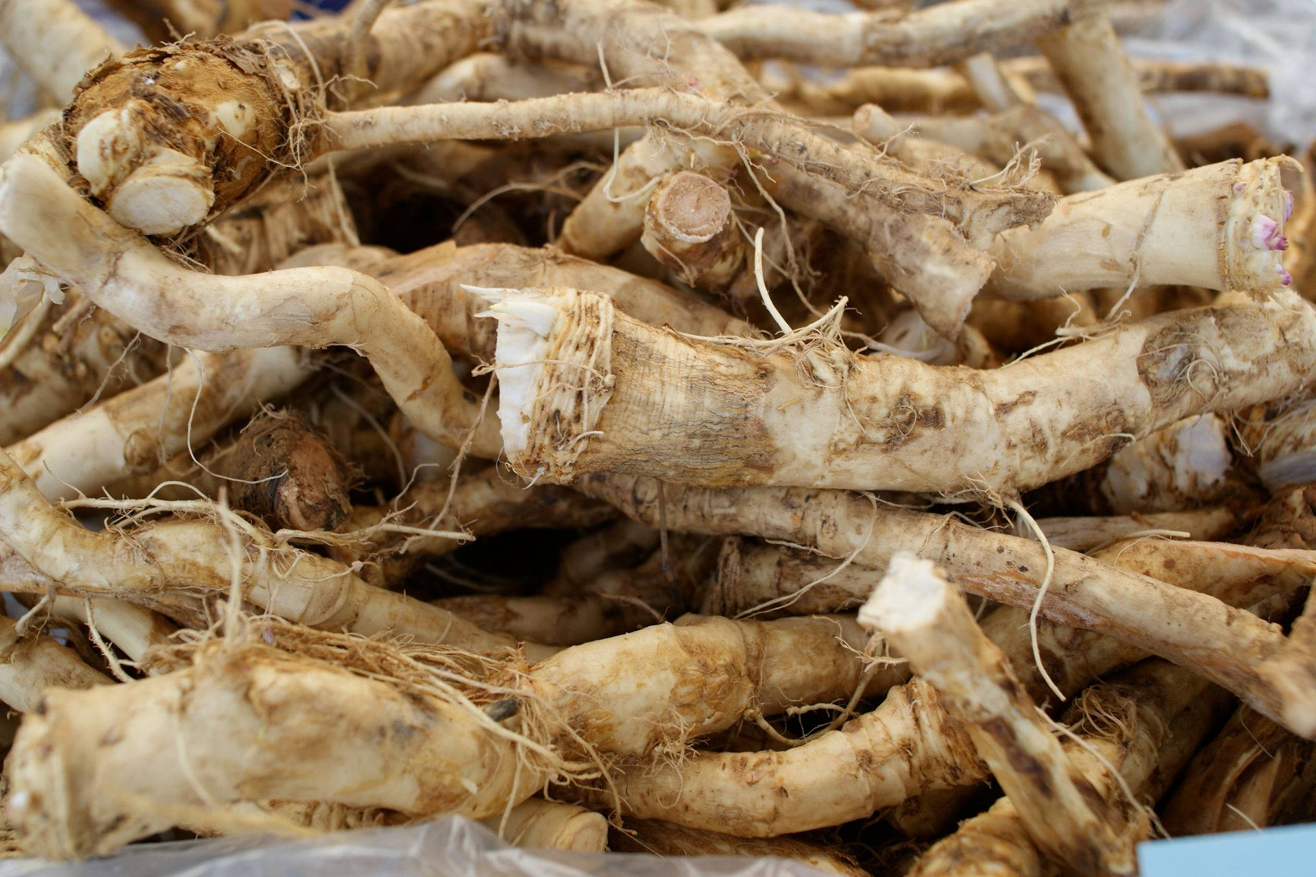 Freshly Harvested Horseradish Roots Background