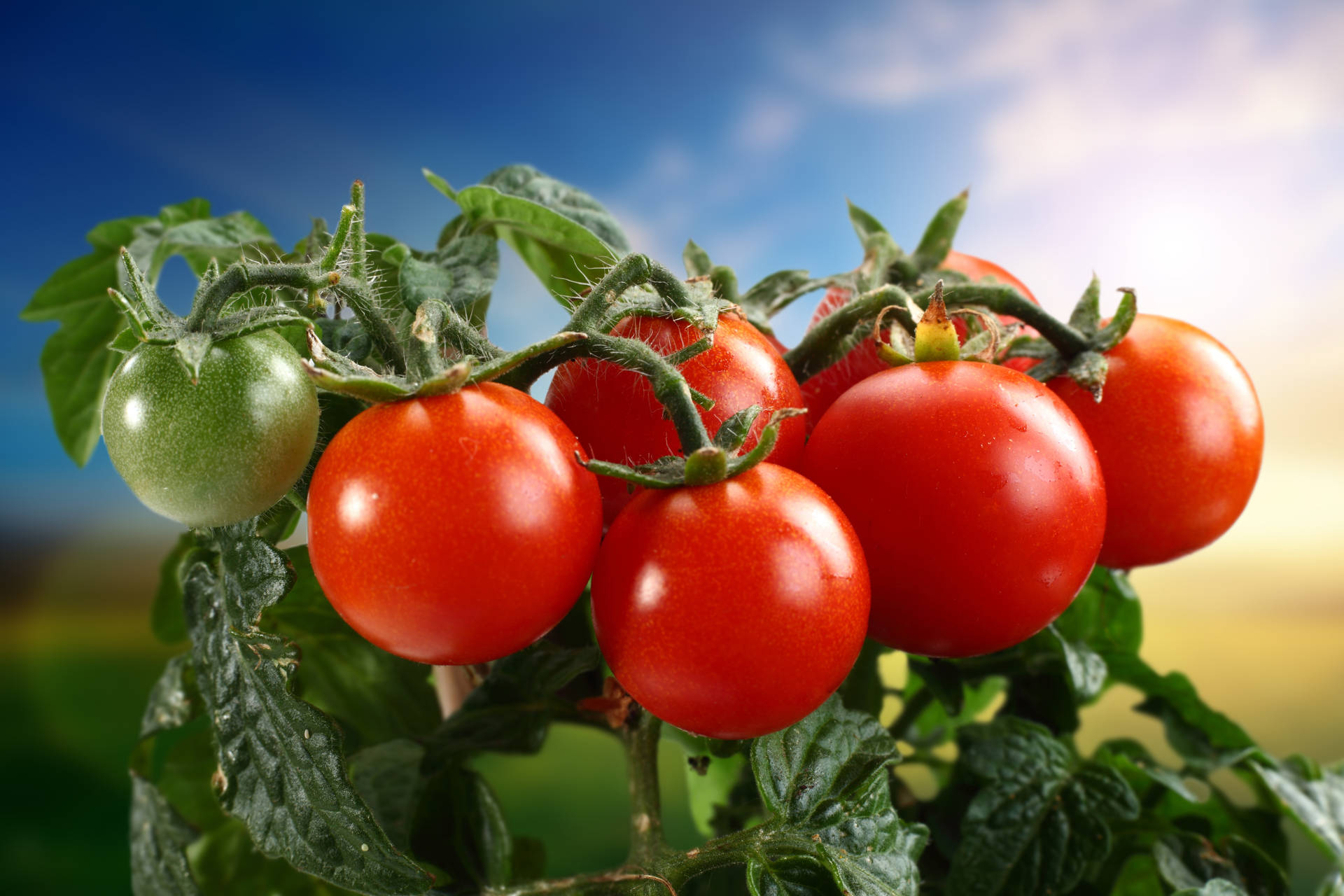 Freshly Harvested Juicy Tomatoes In A Farm Background