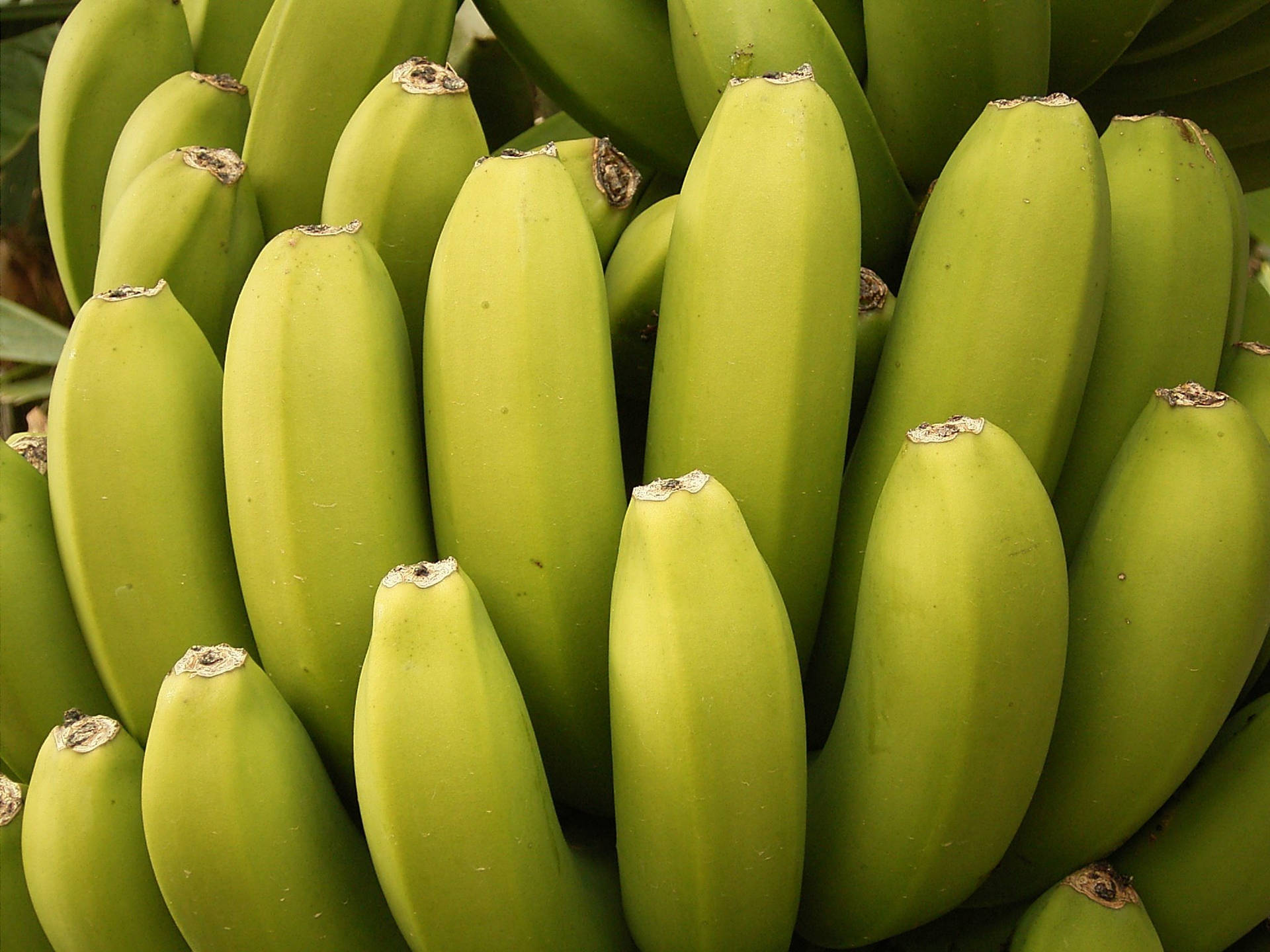 Freshly Harvested Large Plantain