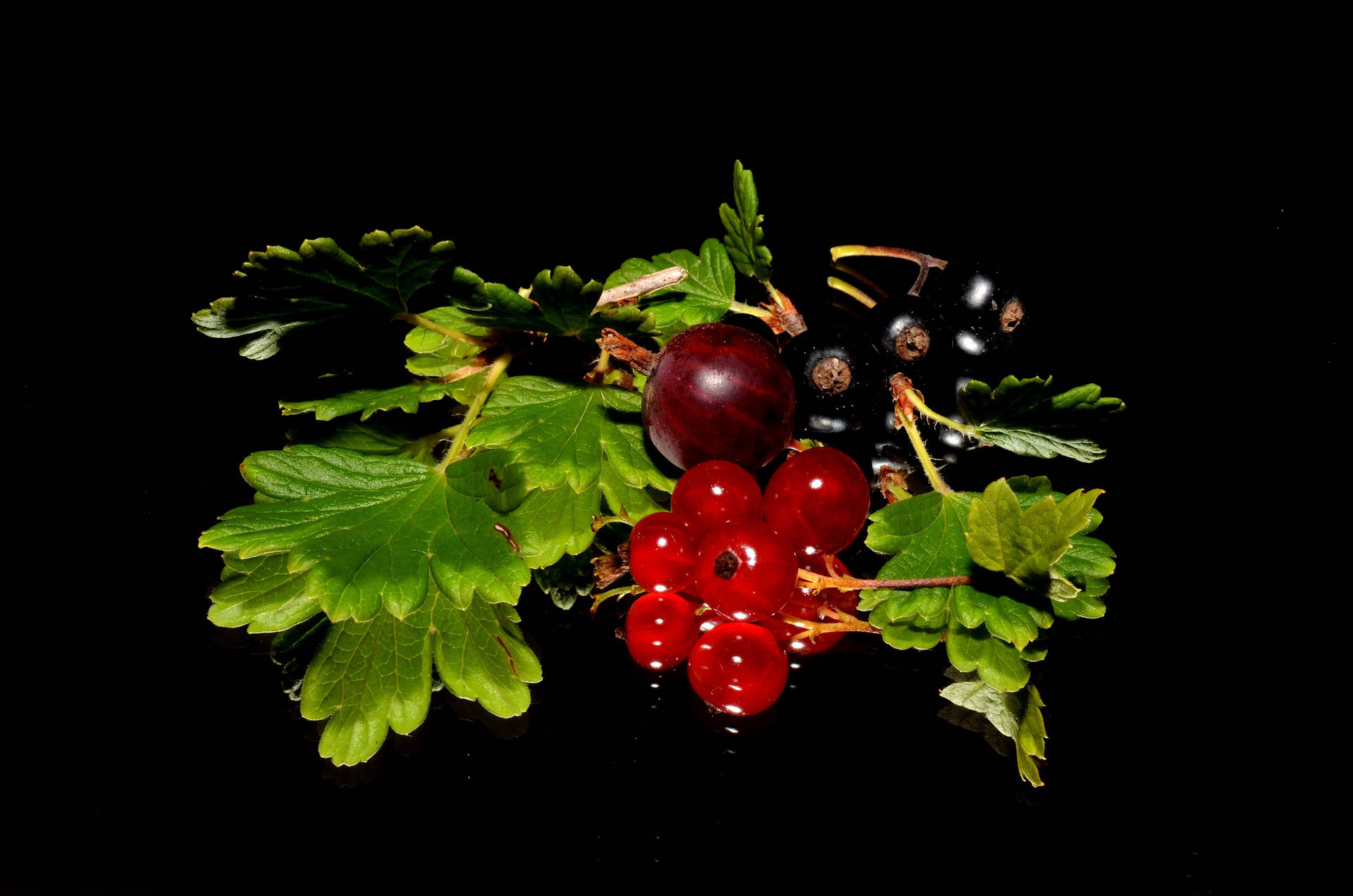 Freshly Harvested Red And Black Currants