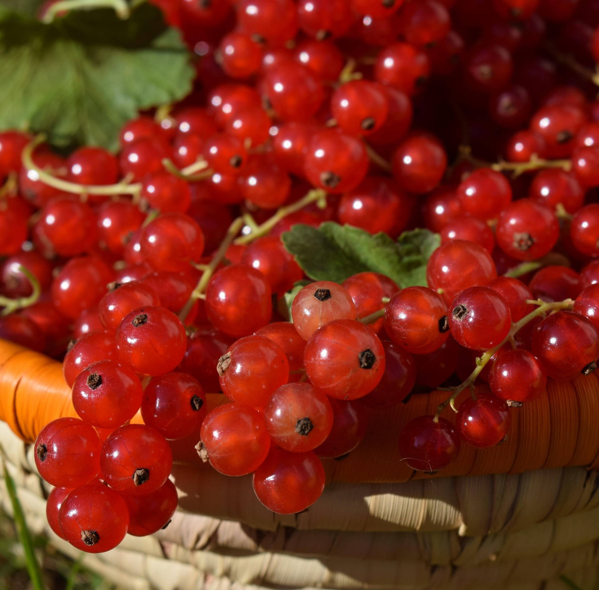 Freshly Harvested Ripe Red Currants In A Woven Basket