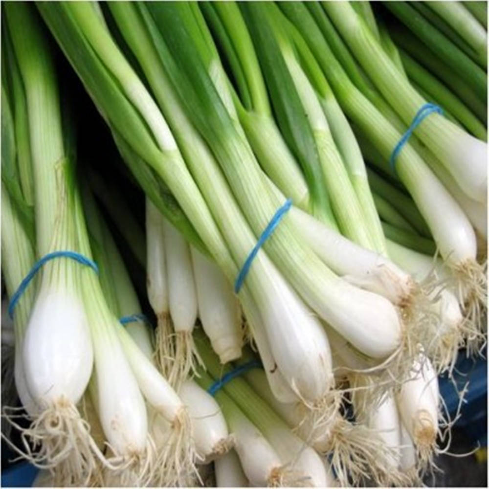 Freshly Harvested Spring Onions With Blue Strings Background