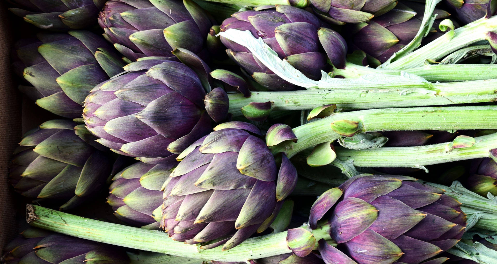 Freshly Harvested Violet Artichoke Vegetables Background