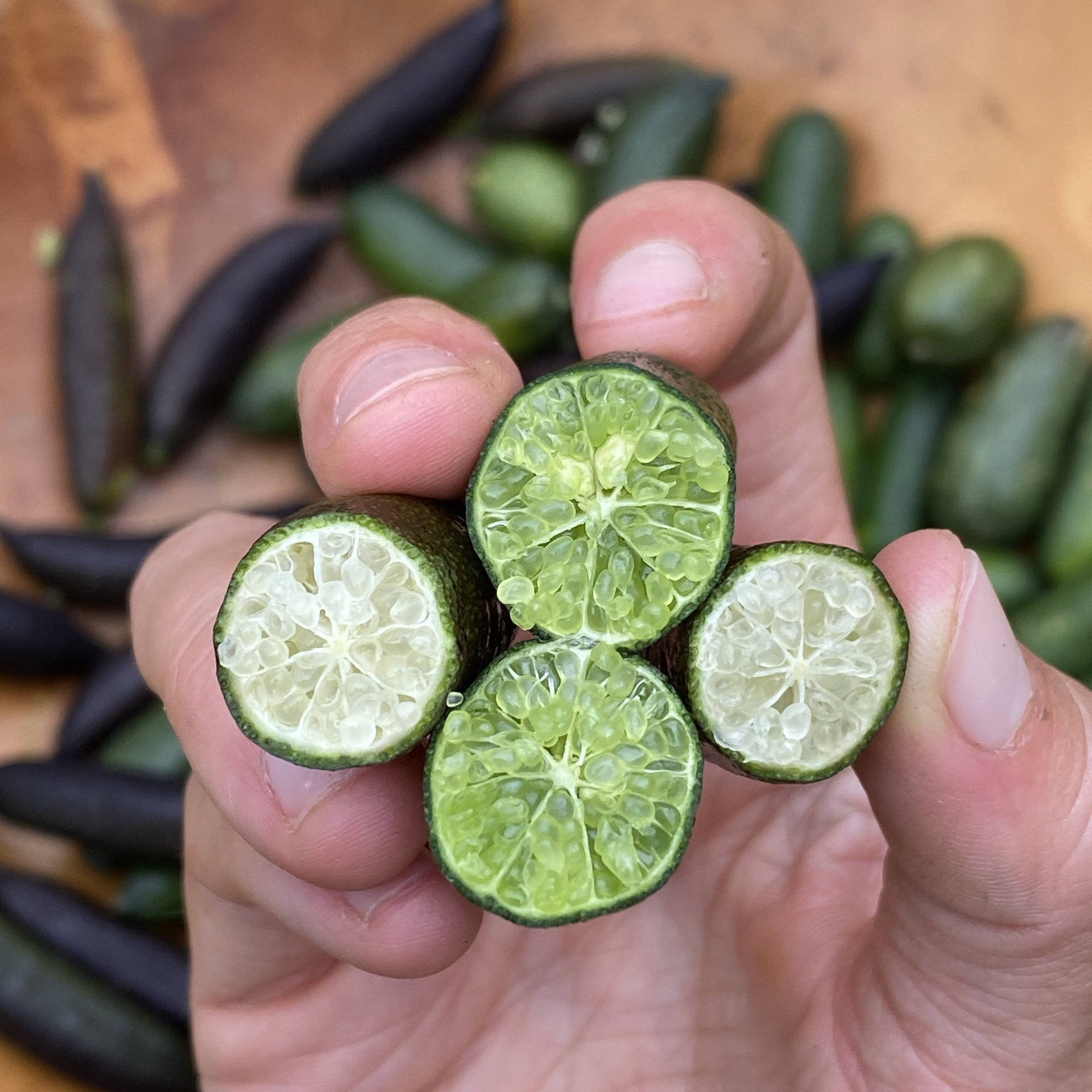 Freshly Opened Finger Limes Held In Hand Background