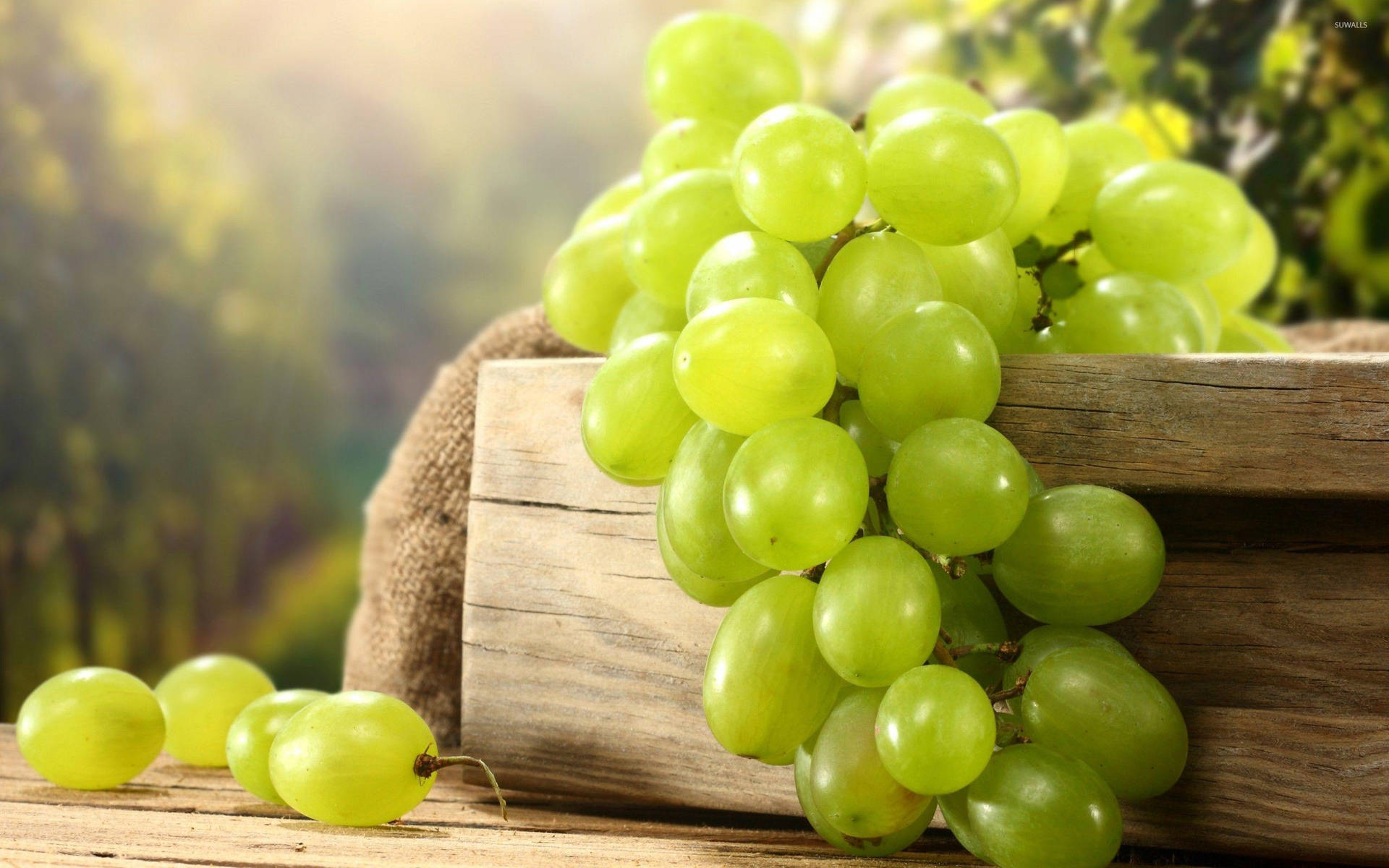 Freshly Picked Dominga Grapes Background