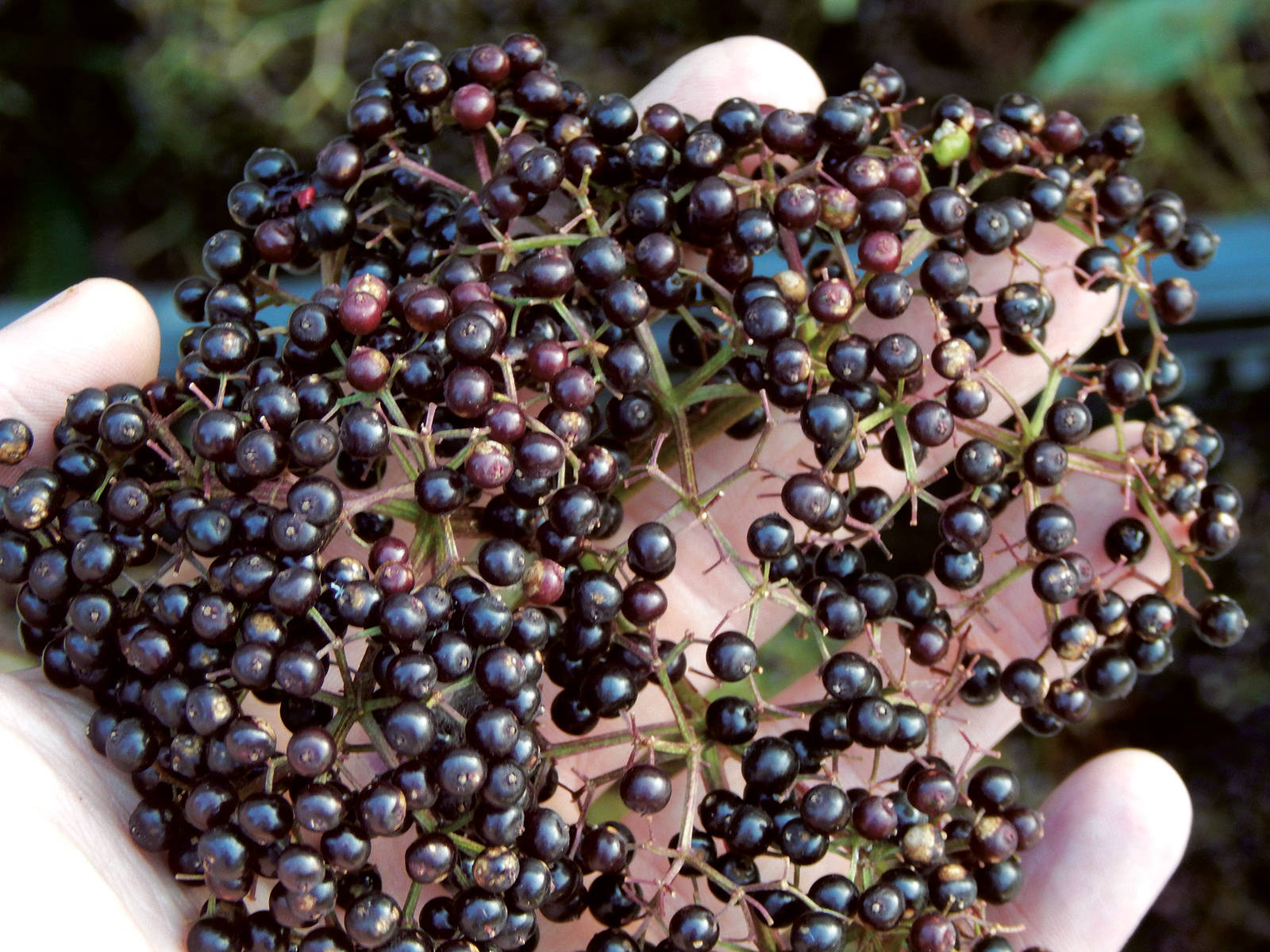 Freshly Picked Elderberry Fruits Patch