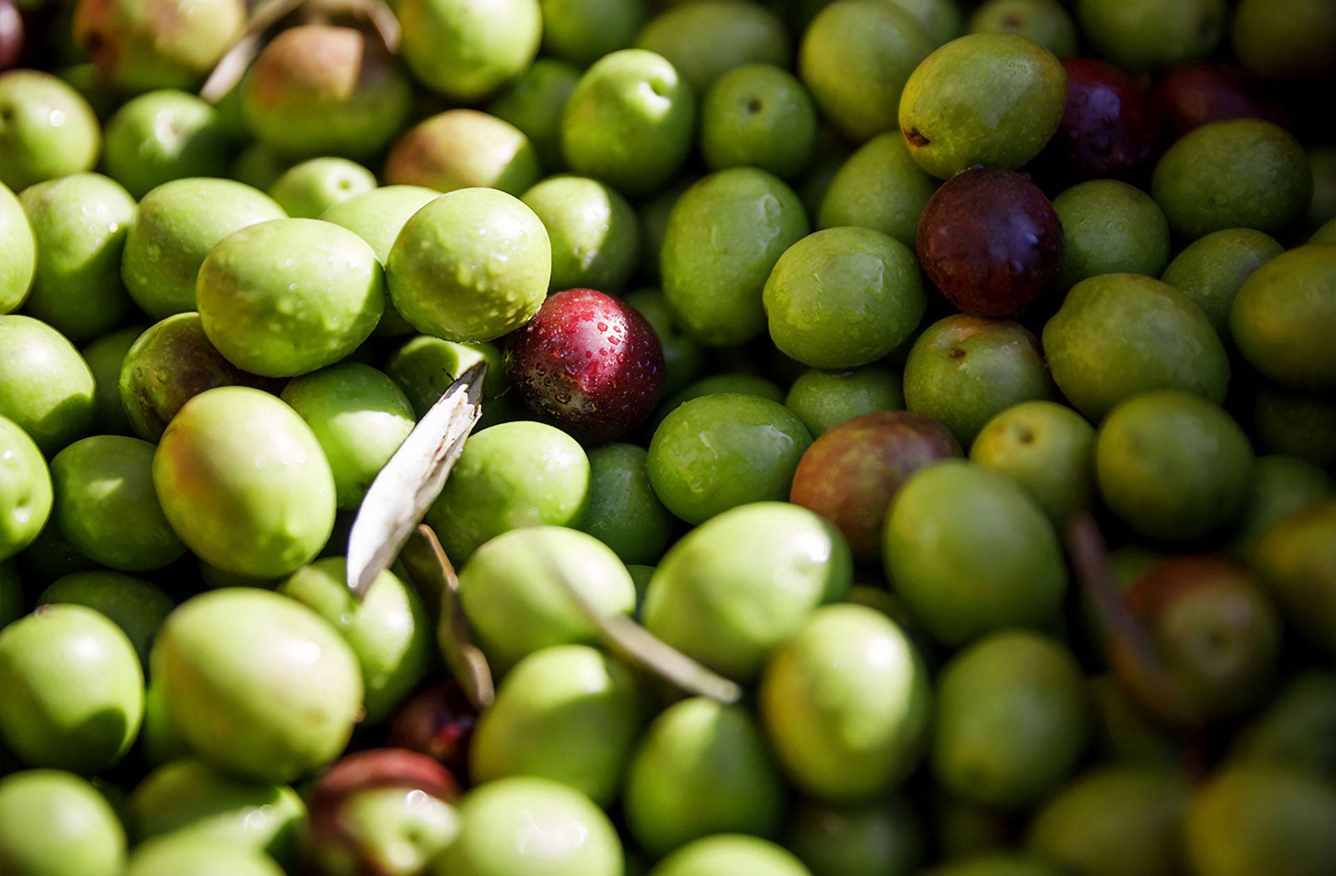 Freshly Picked Istrian Olives Background