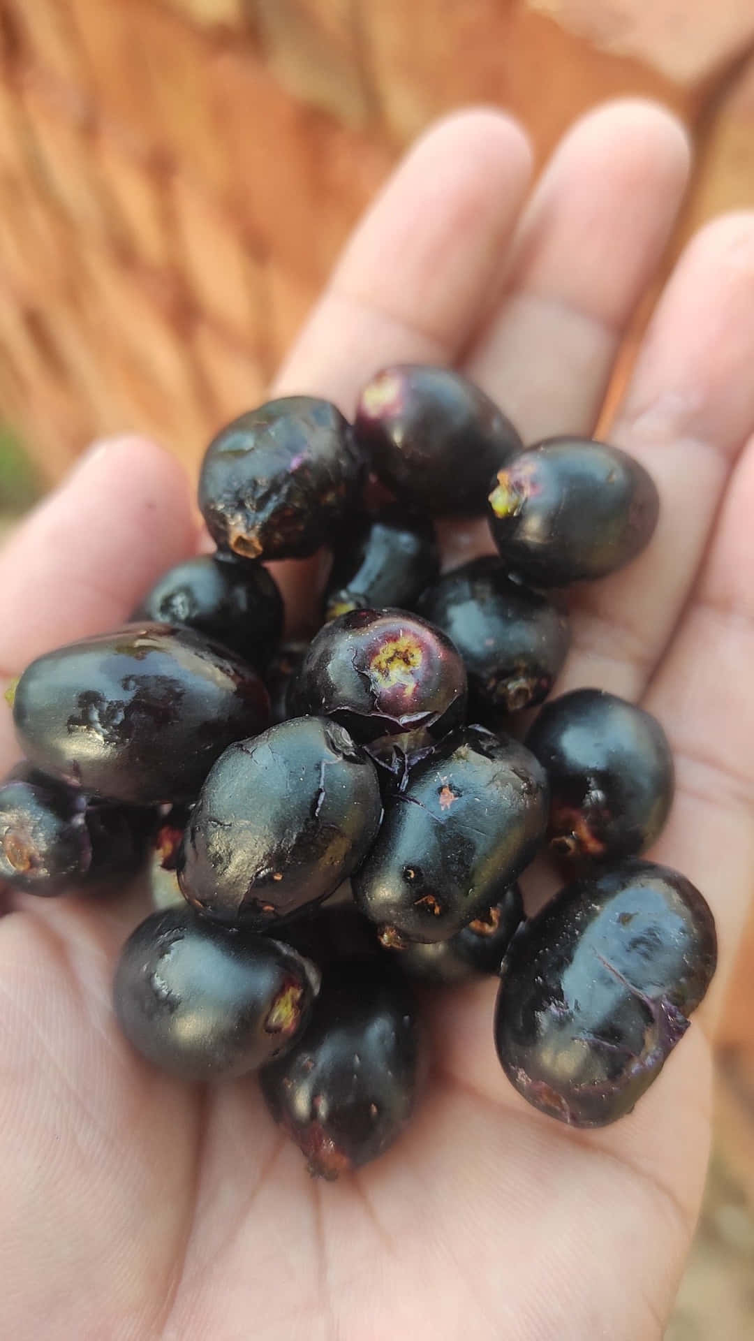 Freshly Picked Java Plums On The Palm Background