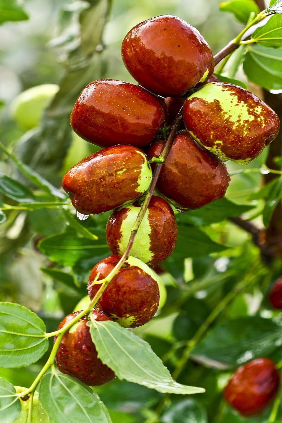 Freshly Picked Jujube Fruits On Branch Background