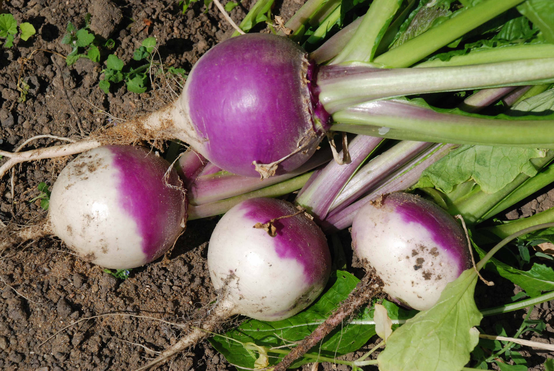 Freshly Picked Turnips Background