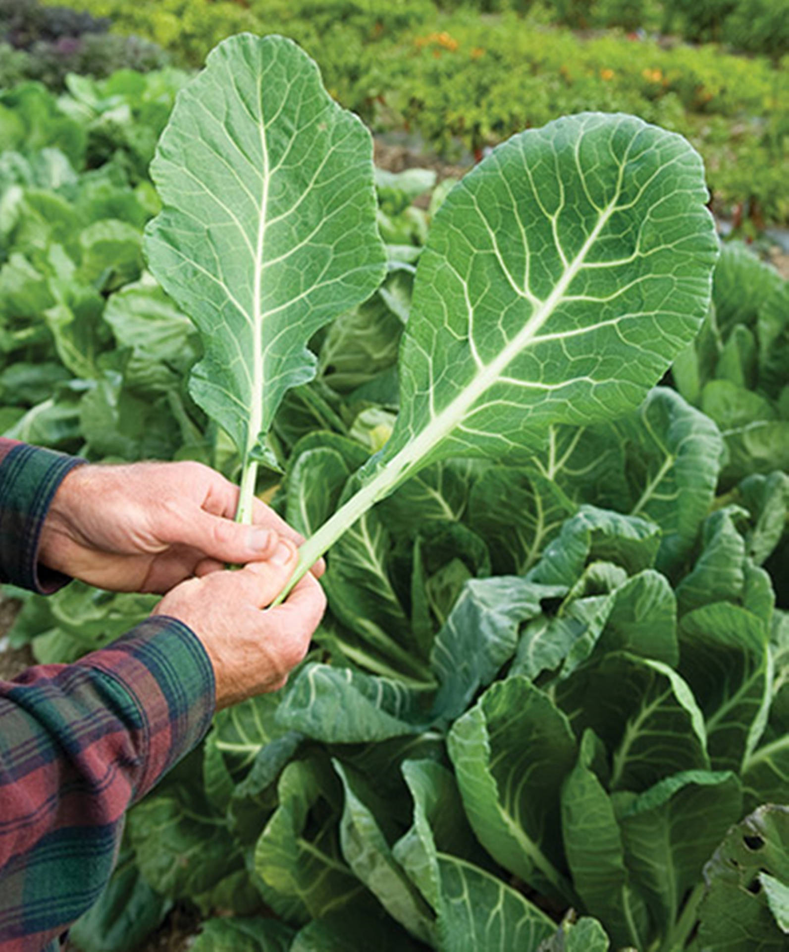 Freshly Picked, Vibrant Collard Greens Background