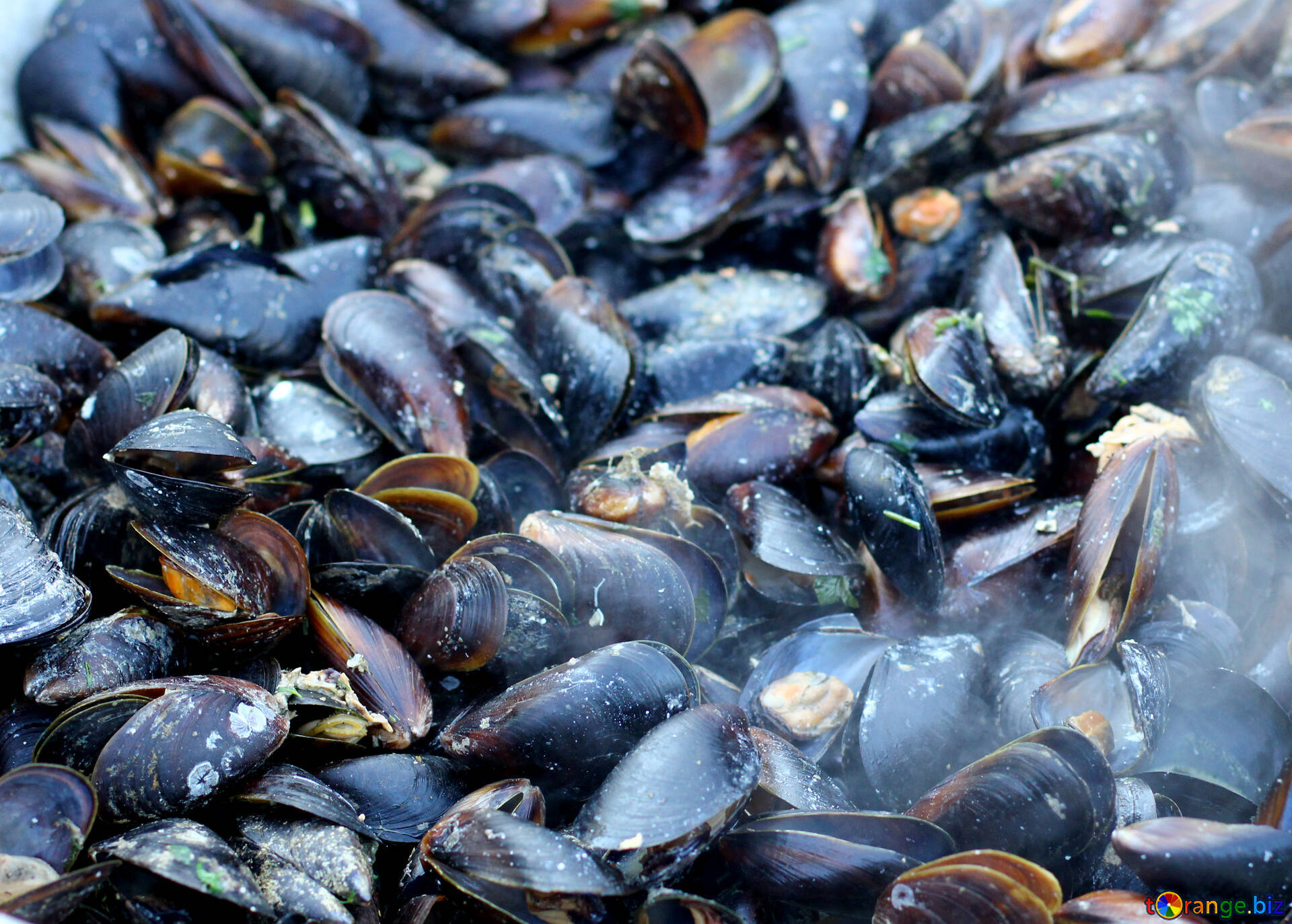 Freshly Steamed Mussels Ready To Be Served Background