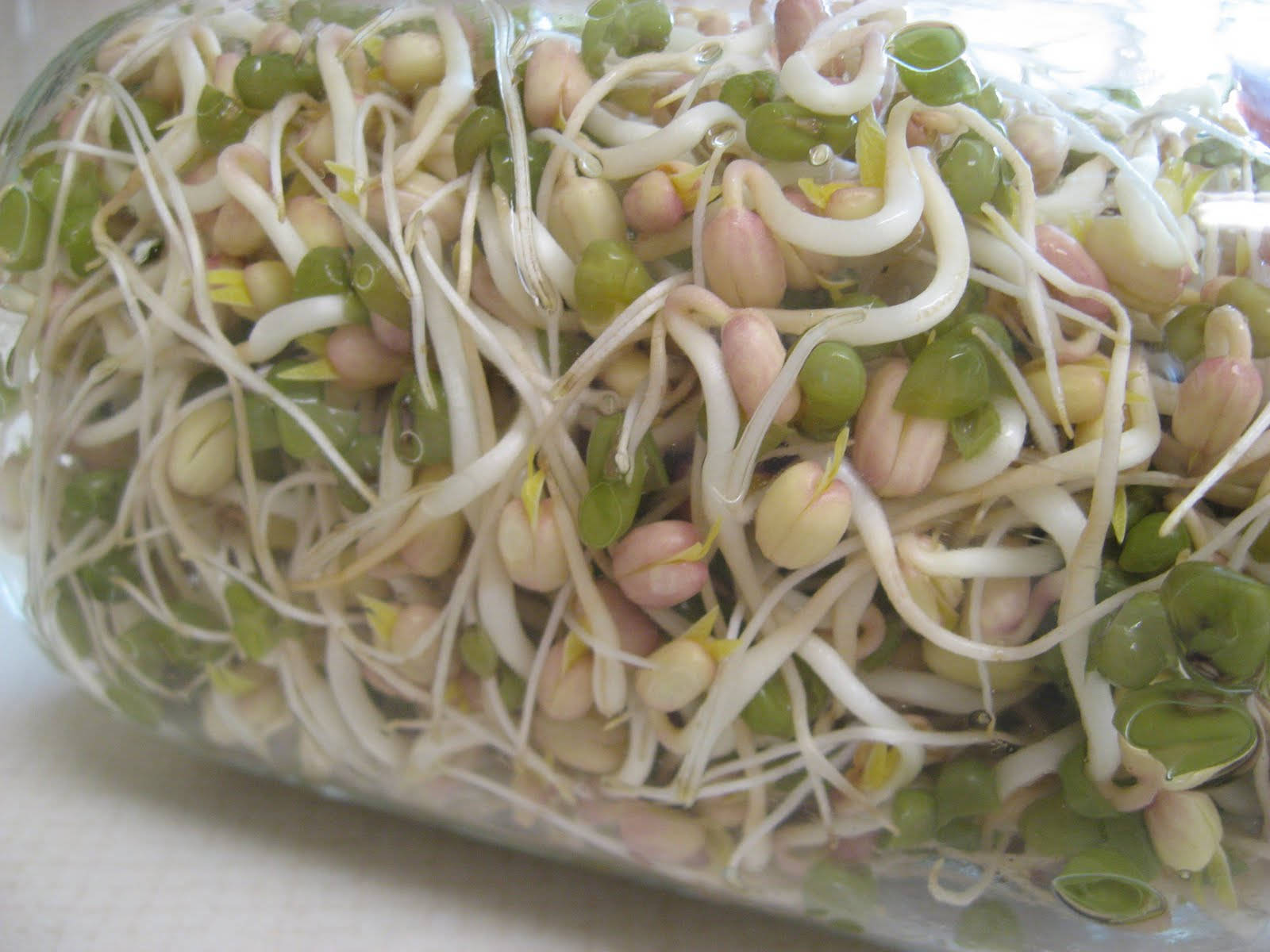 Freshly Washed Mung Bean Sprouts Vegetable Background