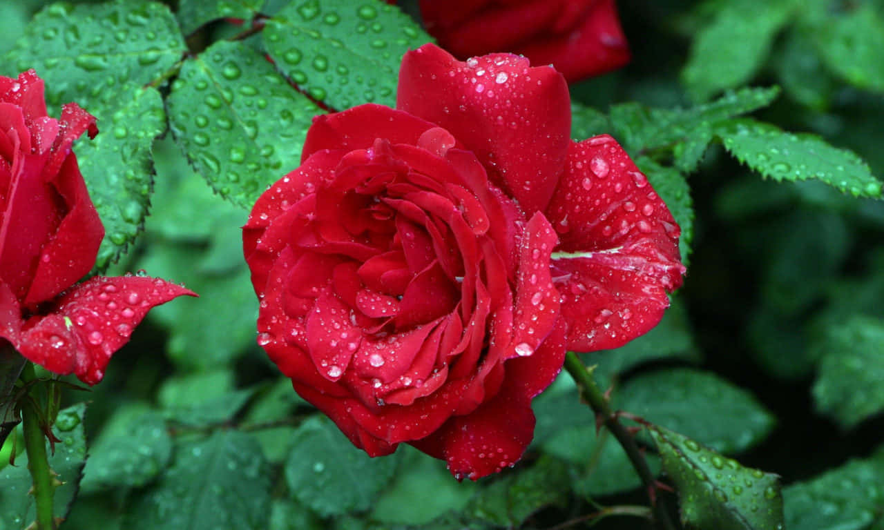 Freshly Watered 1280x768 Rose Background