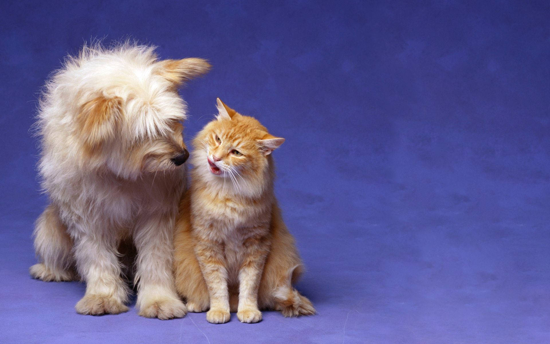 Friendship Cat And Dog Background
