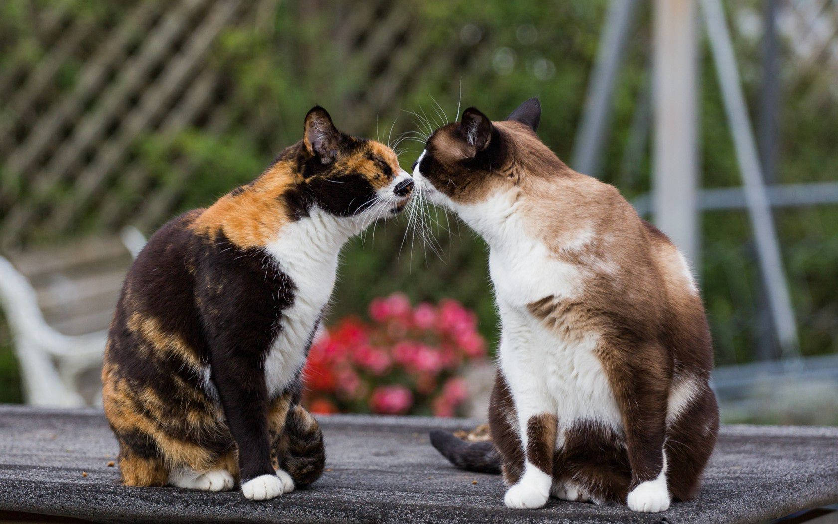 Friendship Doesn't Come In Shapes & Sizes, It Comes With Lots Of Love & Purrs 🐱 💞 Background