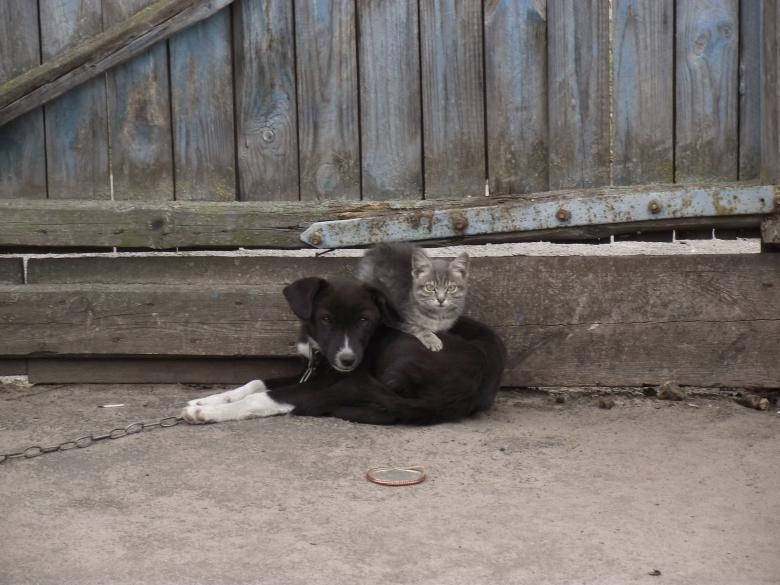 Friendship Of Black Dog And Cat