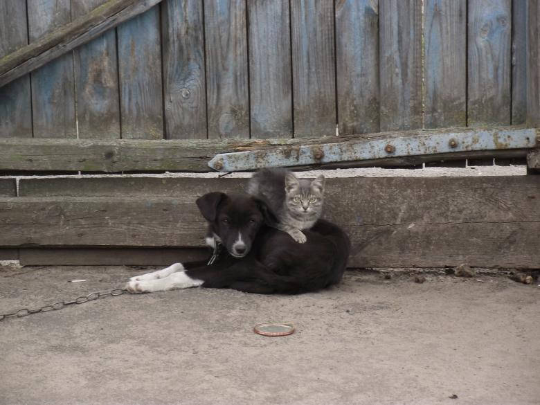 Friendship Of Black Dog And Cat Background