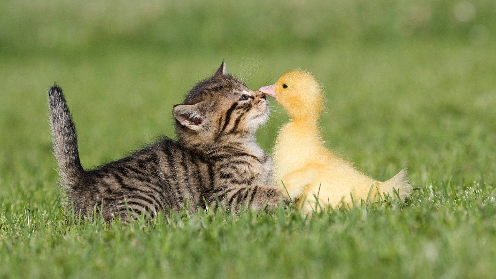 Friendship Of Kitten And Duckling Background
