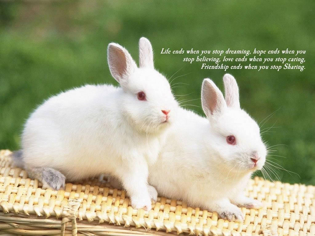Friendship Of Two White Rabbits Background