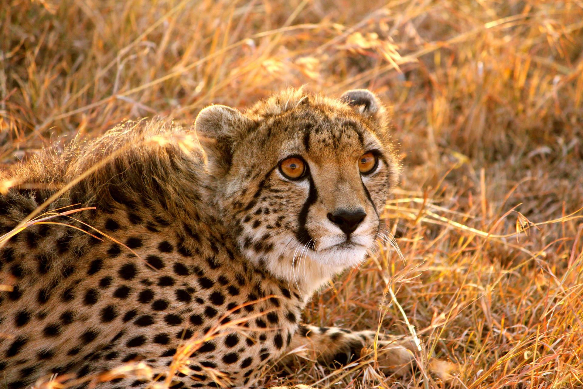Frightened Cheetah On Grass Background