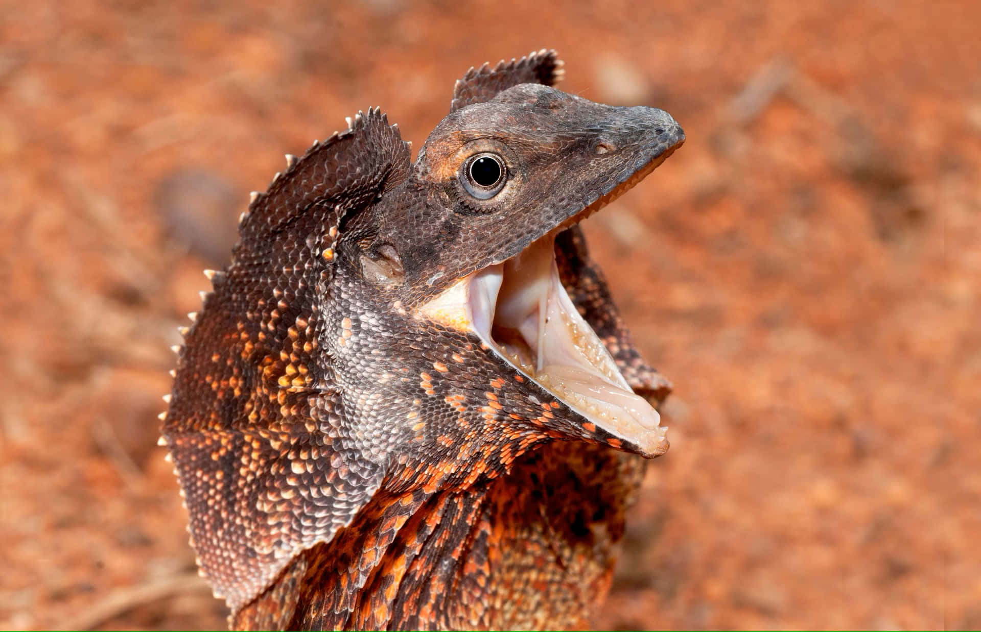 Frilled Lizard Displaying Frill.jpg