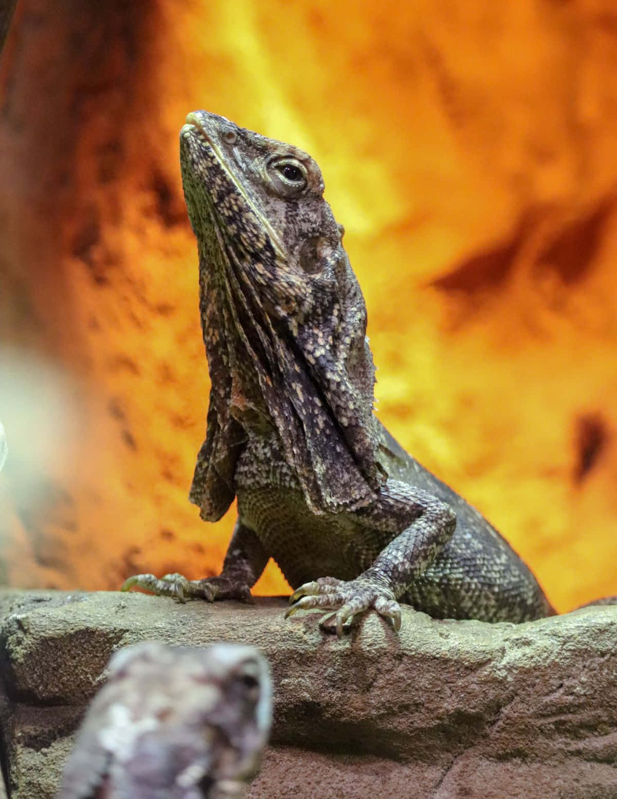 Frilled Lizard Profile Against Orange Backdrop.jpg Background