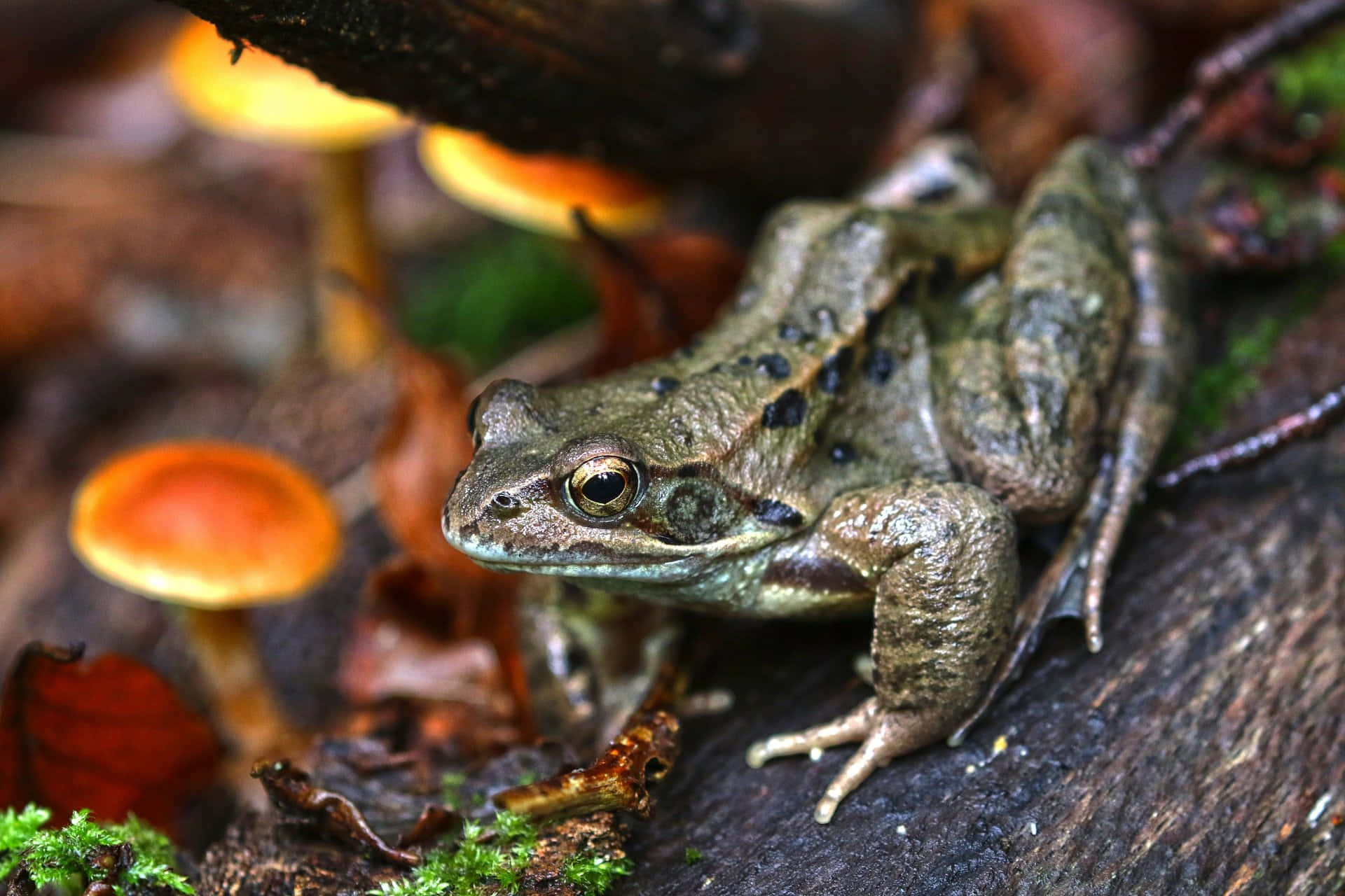 Frog Amidst Mushroomsin Forest Background