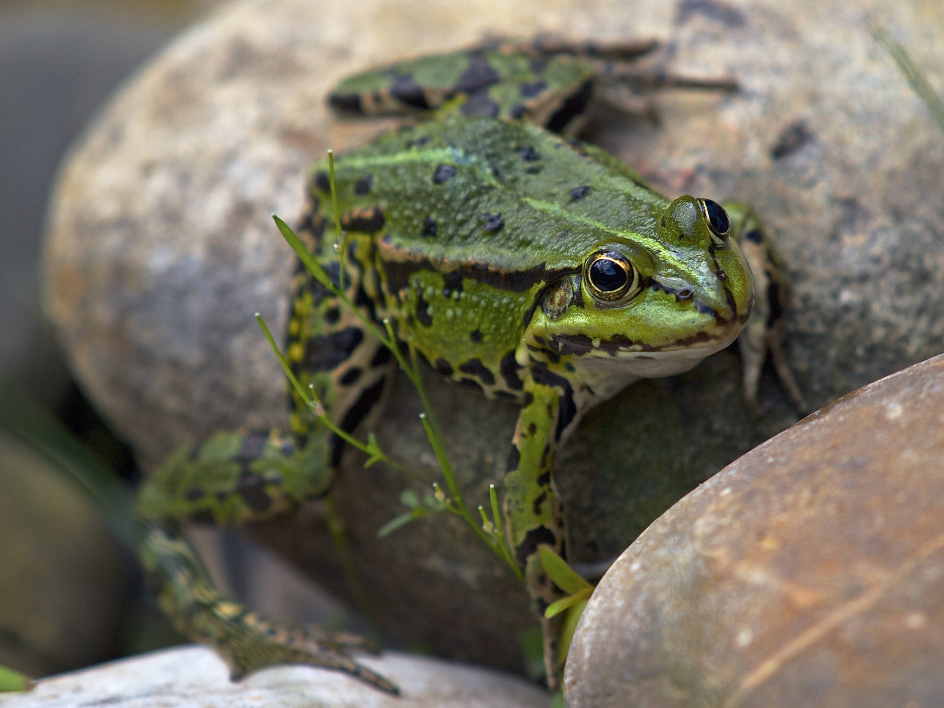 Frog Clinging On Stone Background