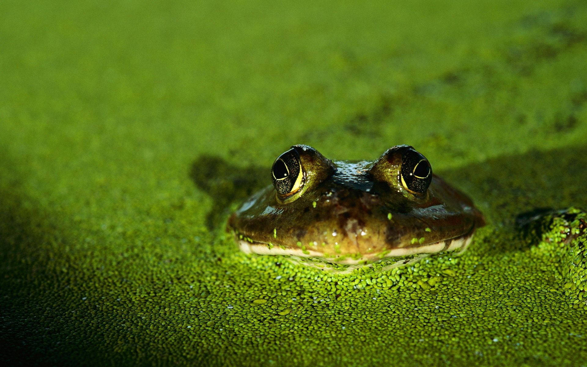 Frog Floating On Swamp Background