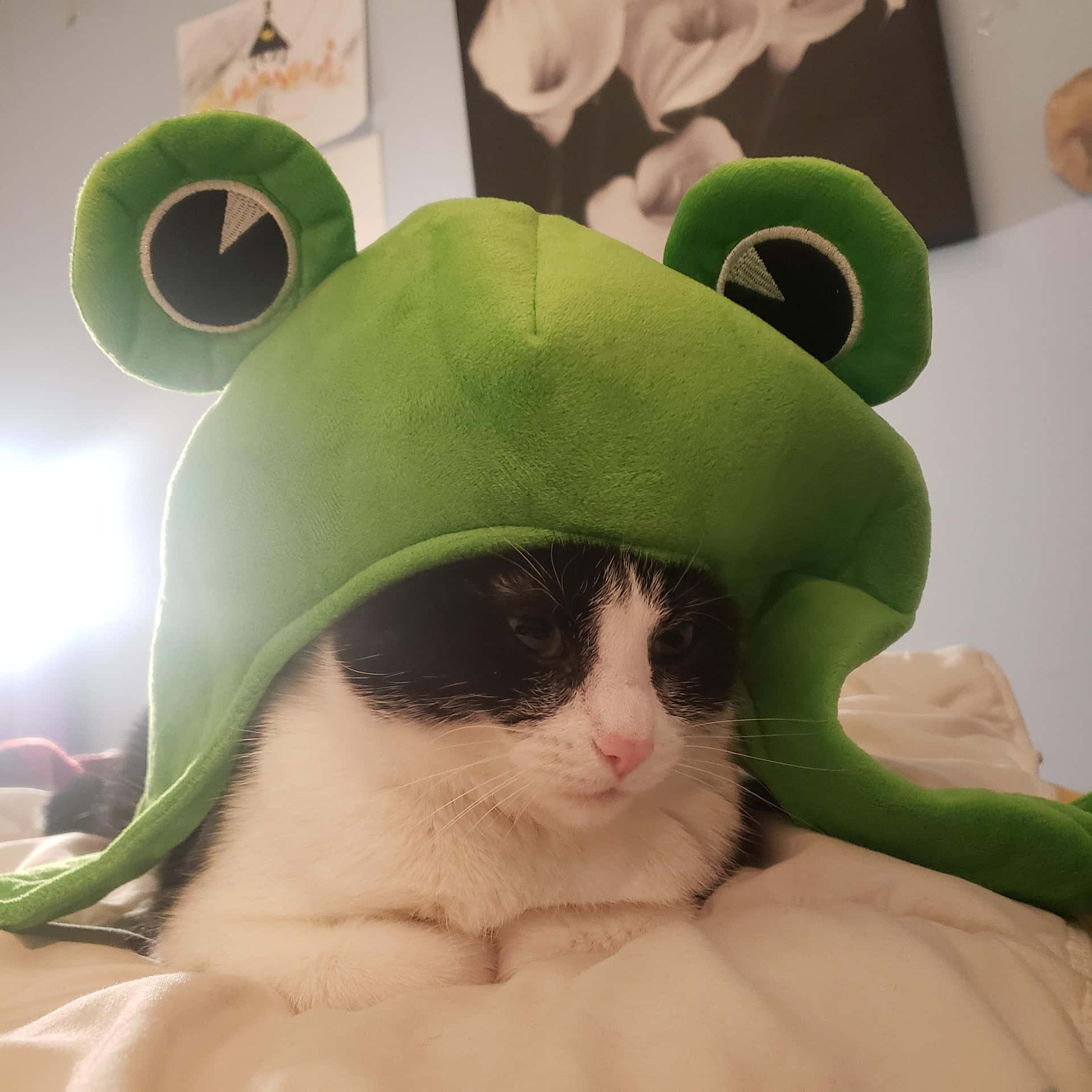 Frog Hat Cute Cat Pfp Background