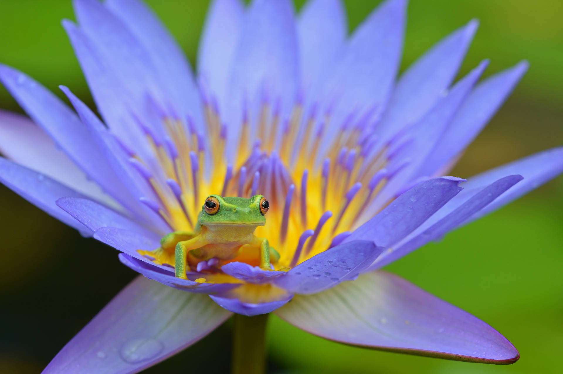 Frog In A Blue Water Lily Background