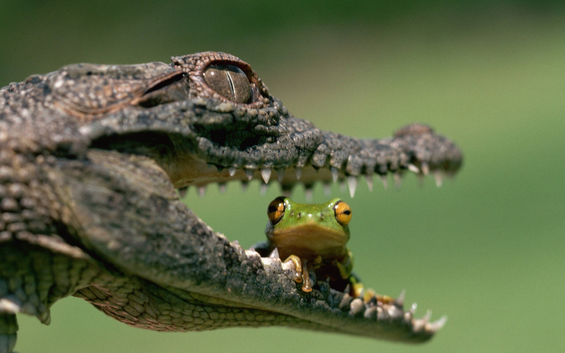 Frog In A Caiman Mouth Background