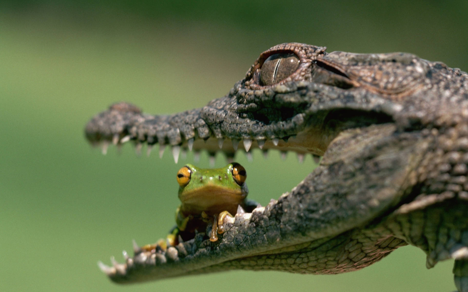 Frog Inside Caiman Mouth Background