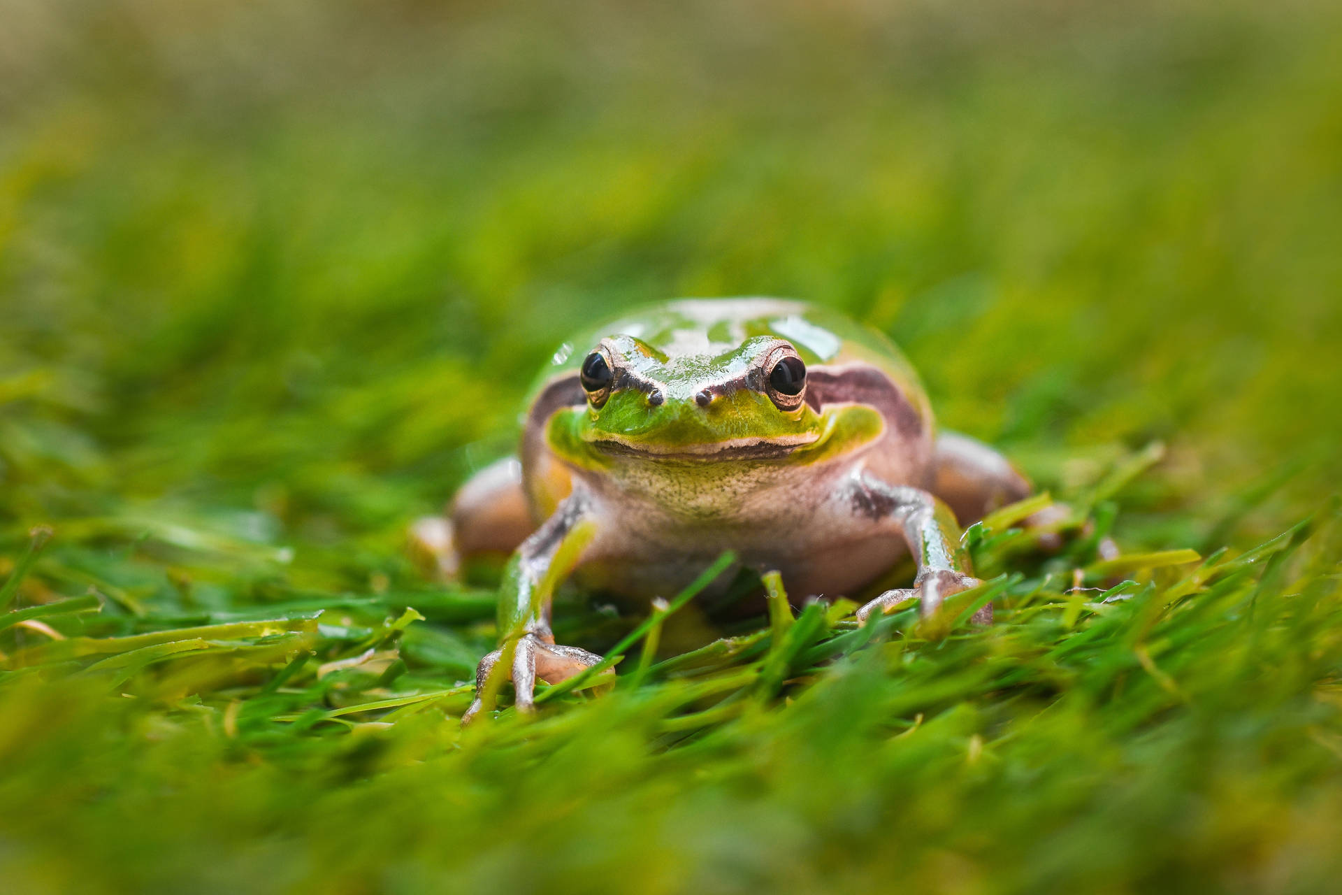 Frog On Green Grass Background