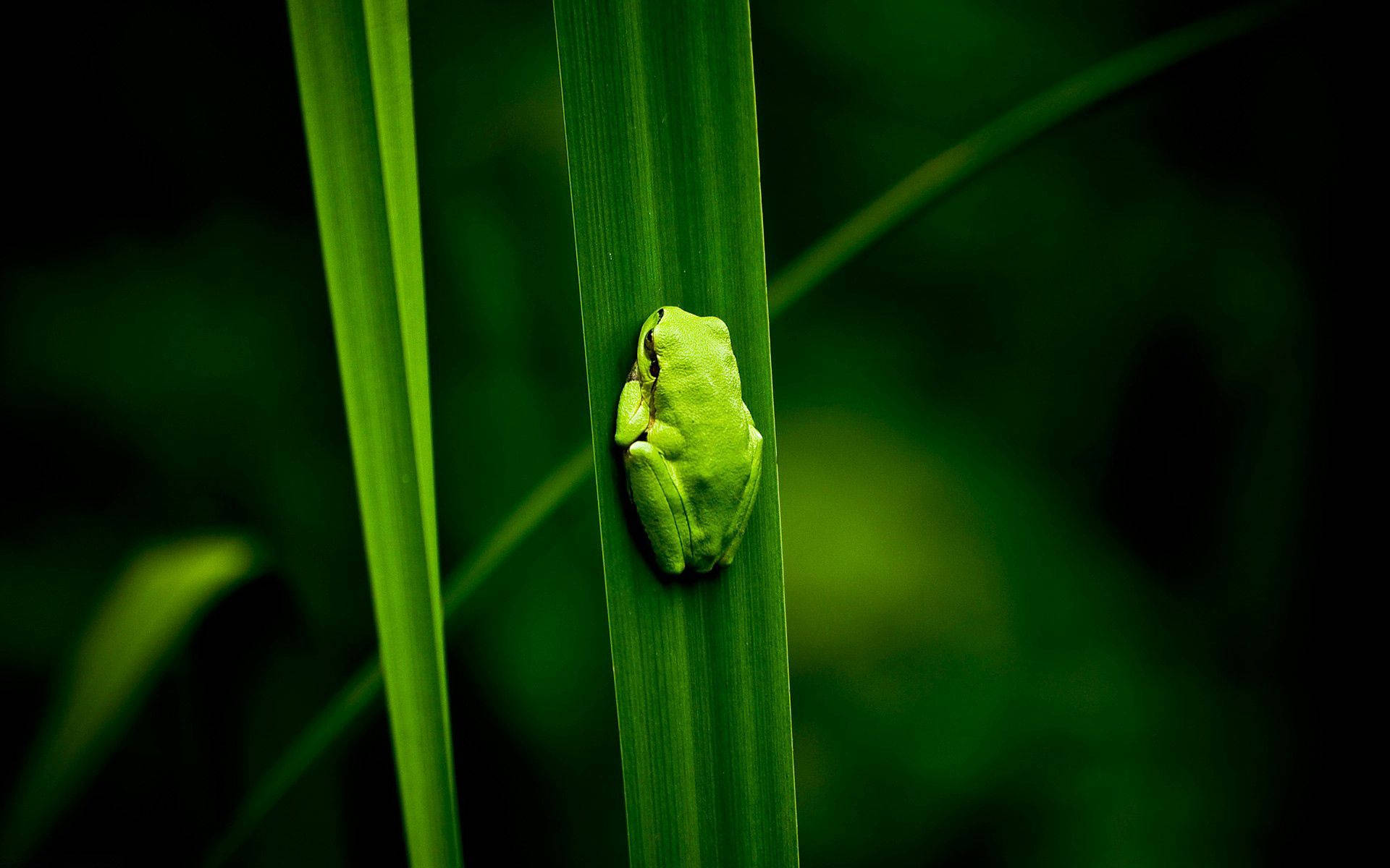 Frog On Long Leaf Background