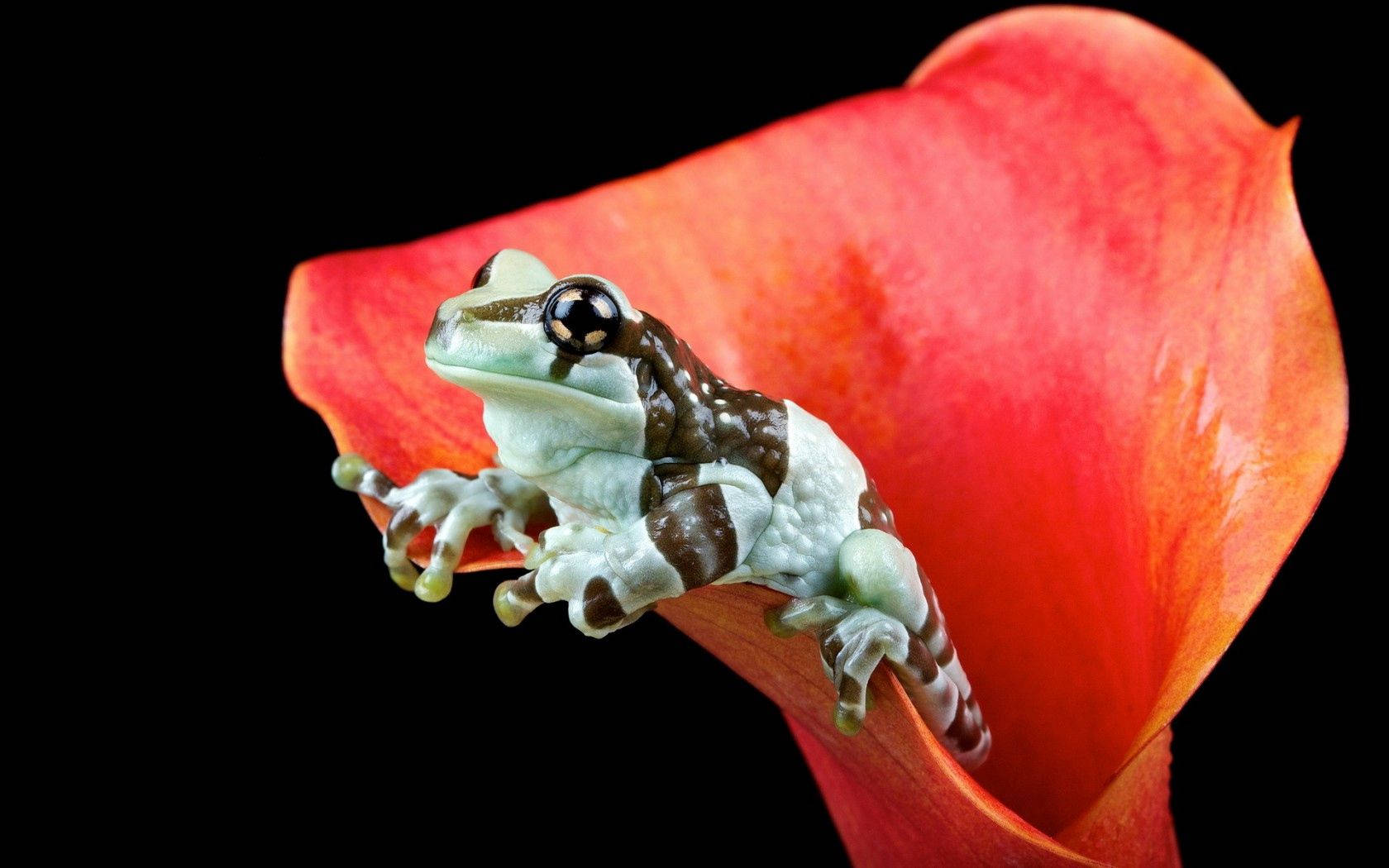 Frog On Red Flower Background