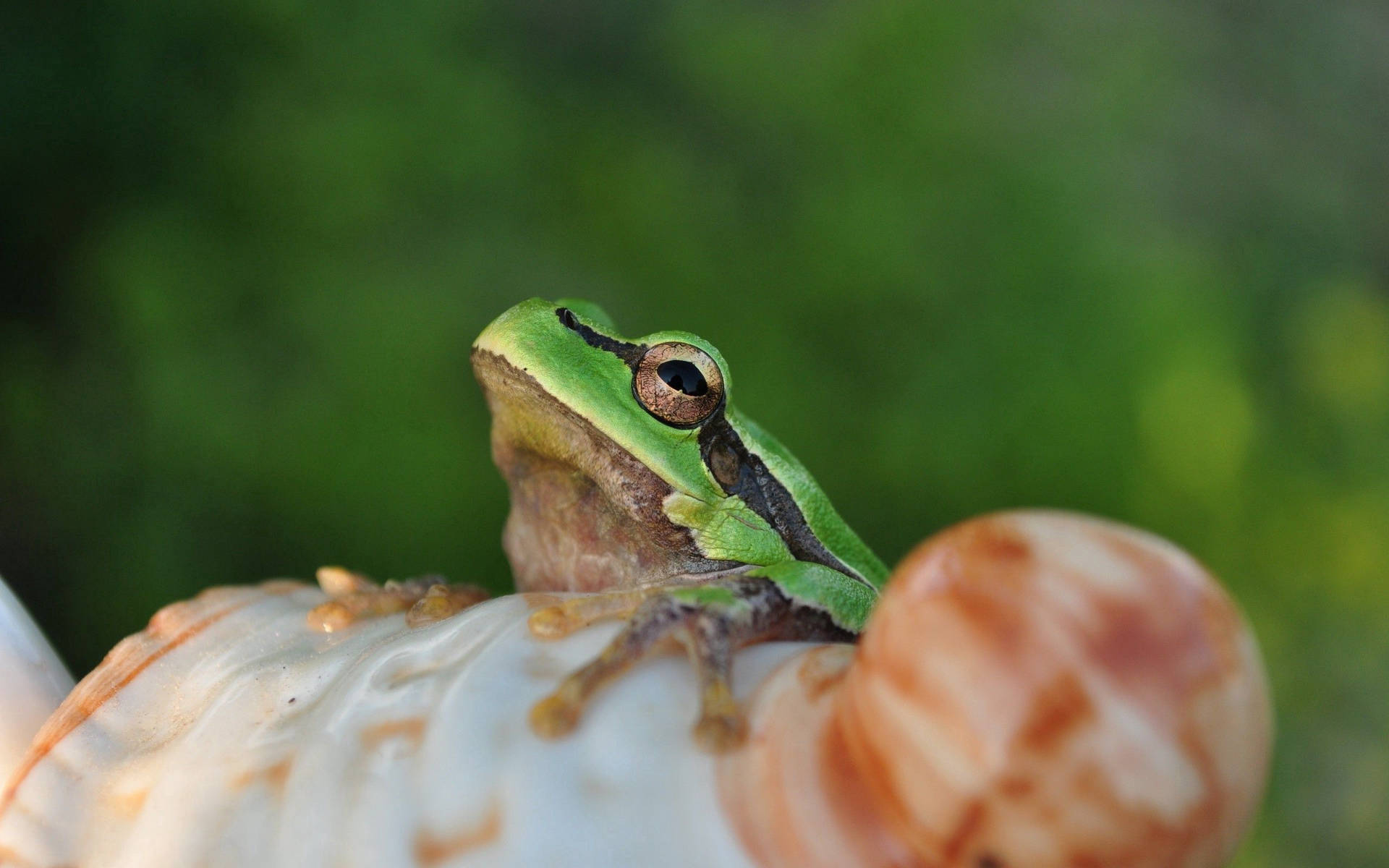 Frog On Shell Background