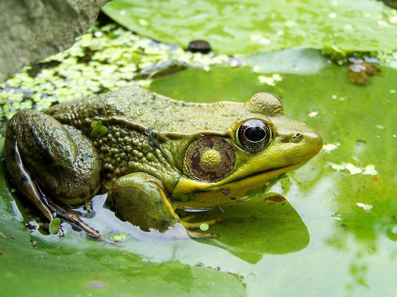 Frog On Swamp Background