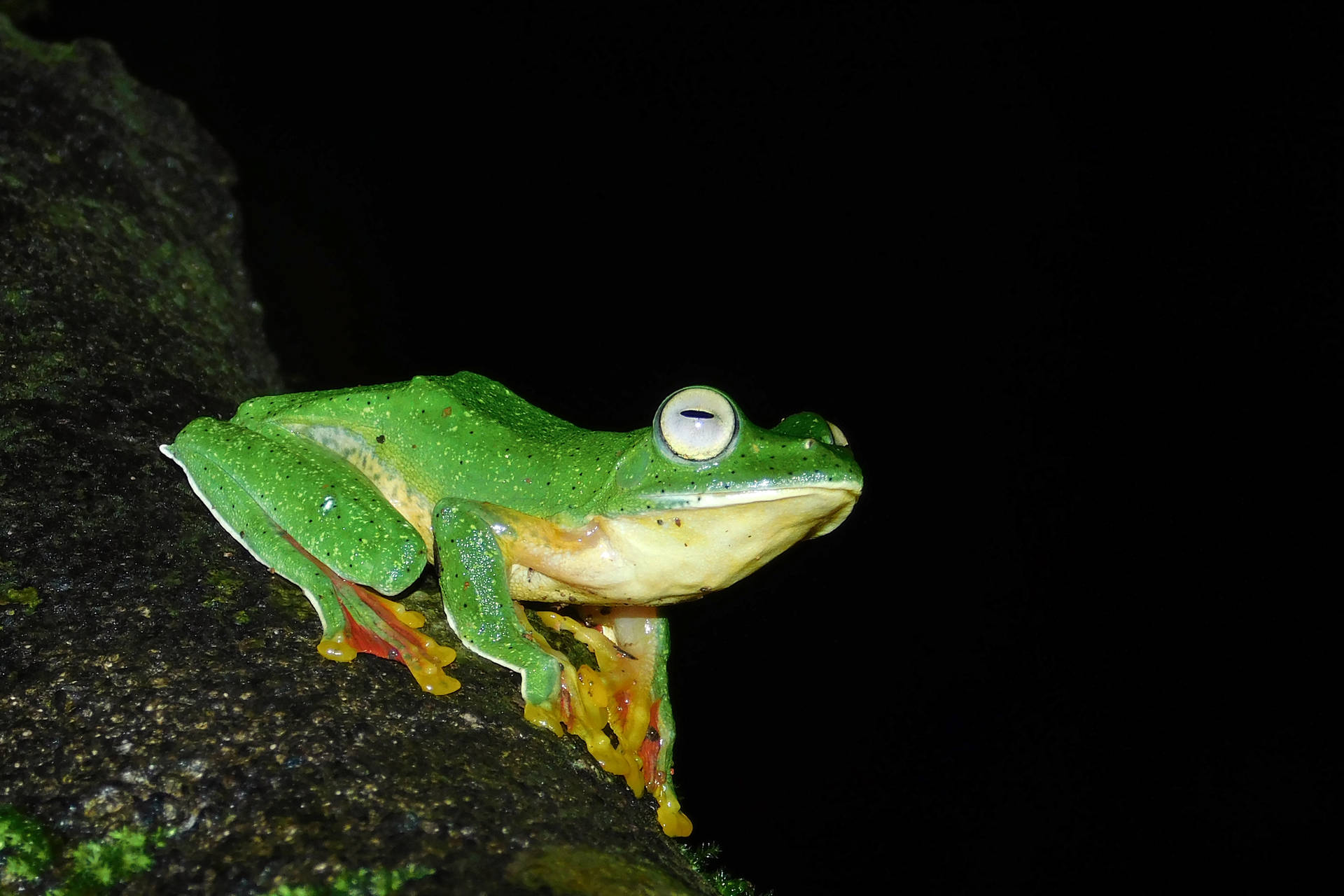 Frog On Tree At Night Background