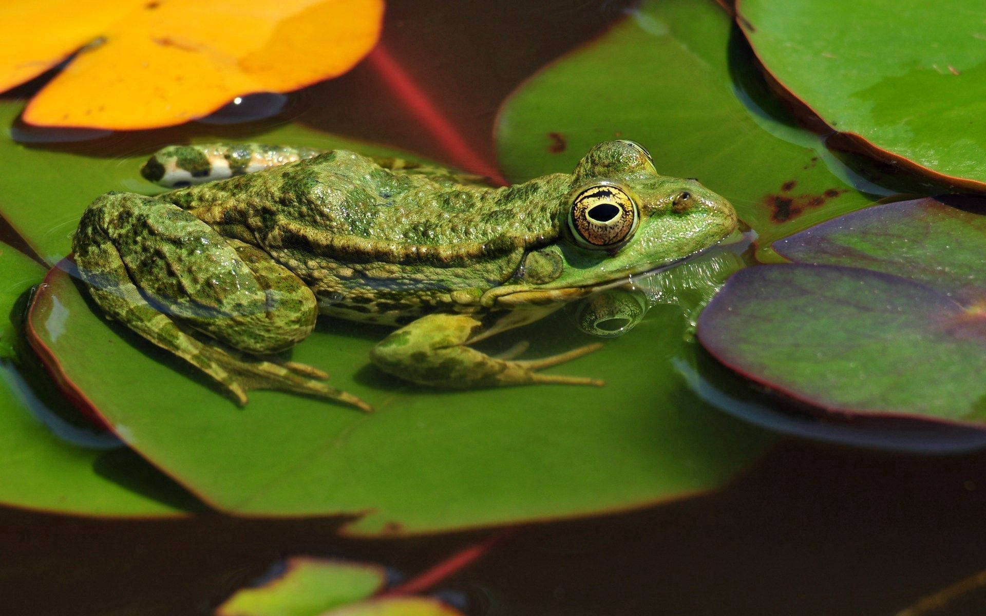 Frog On Water Lily Leaves Background