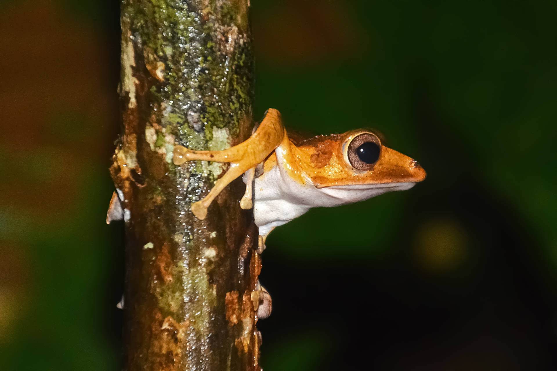 Frog On Wet Tree Background