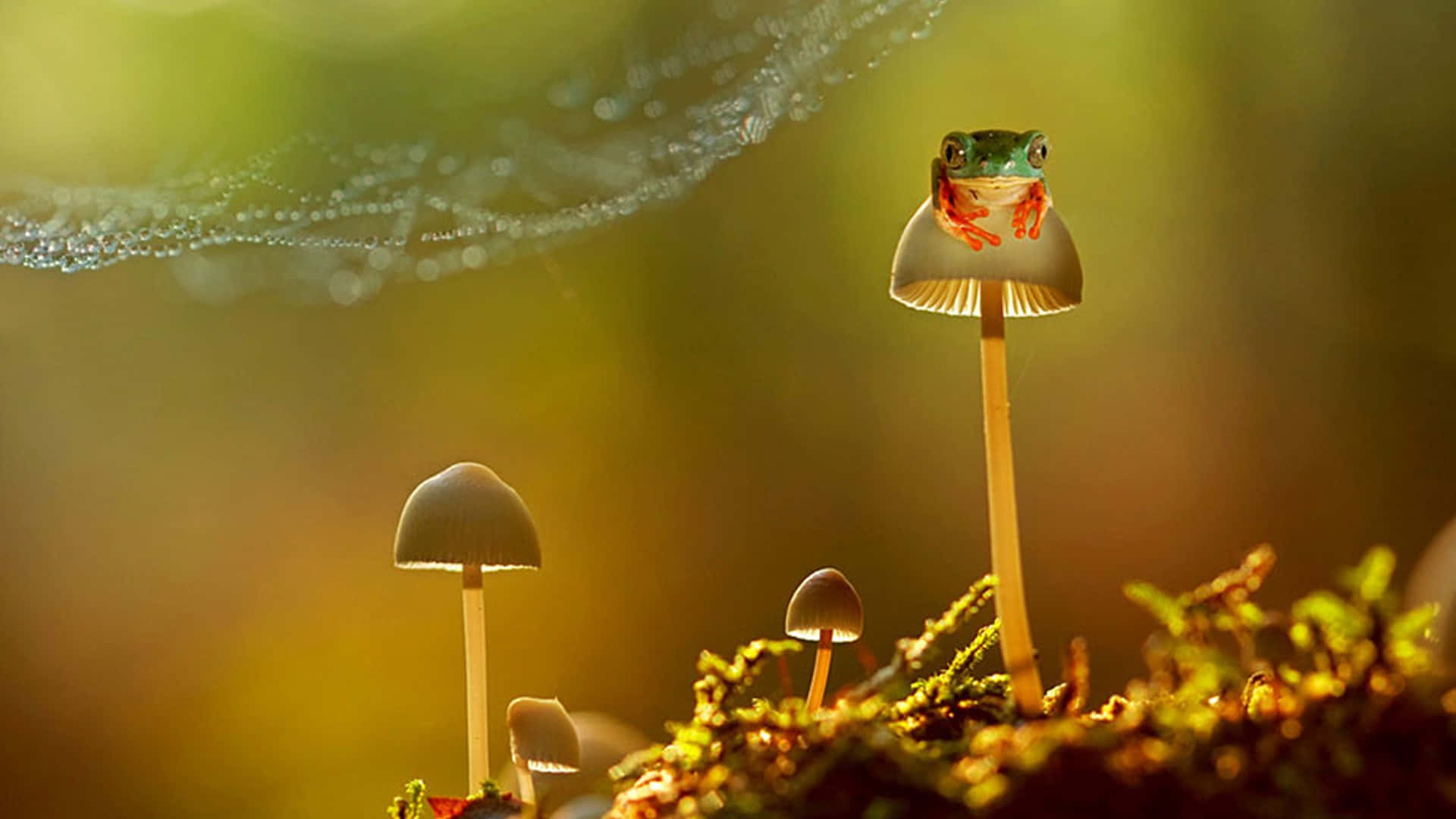 Frog_ Perched_on_ Mushroom_ Backlit_by_ Sunlight Background