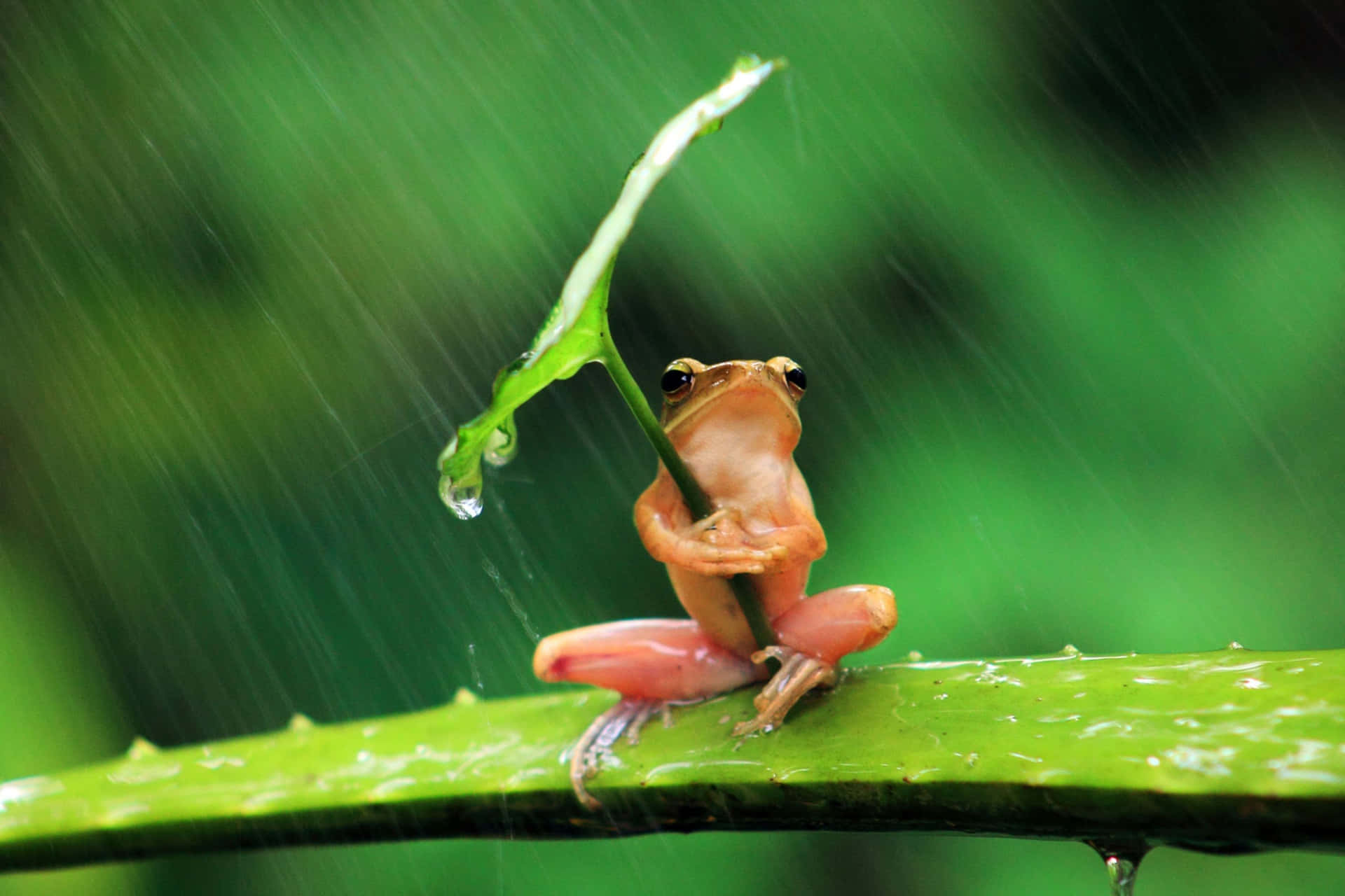 Frog Rain 4k