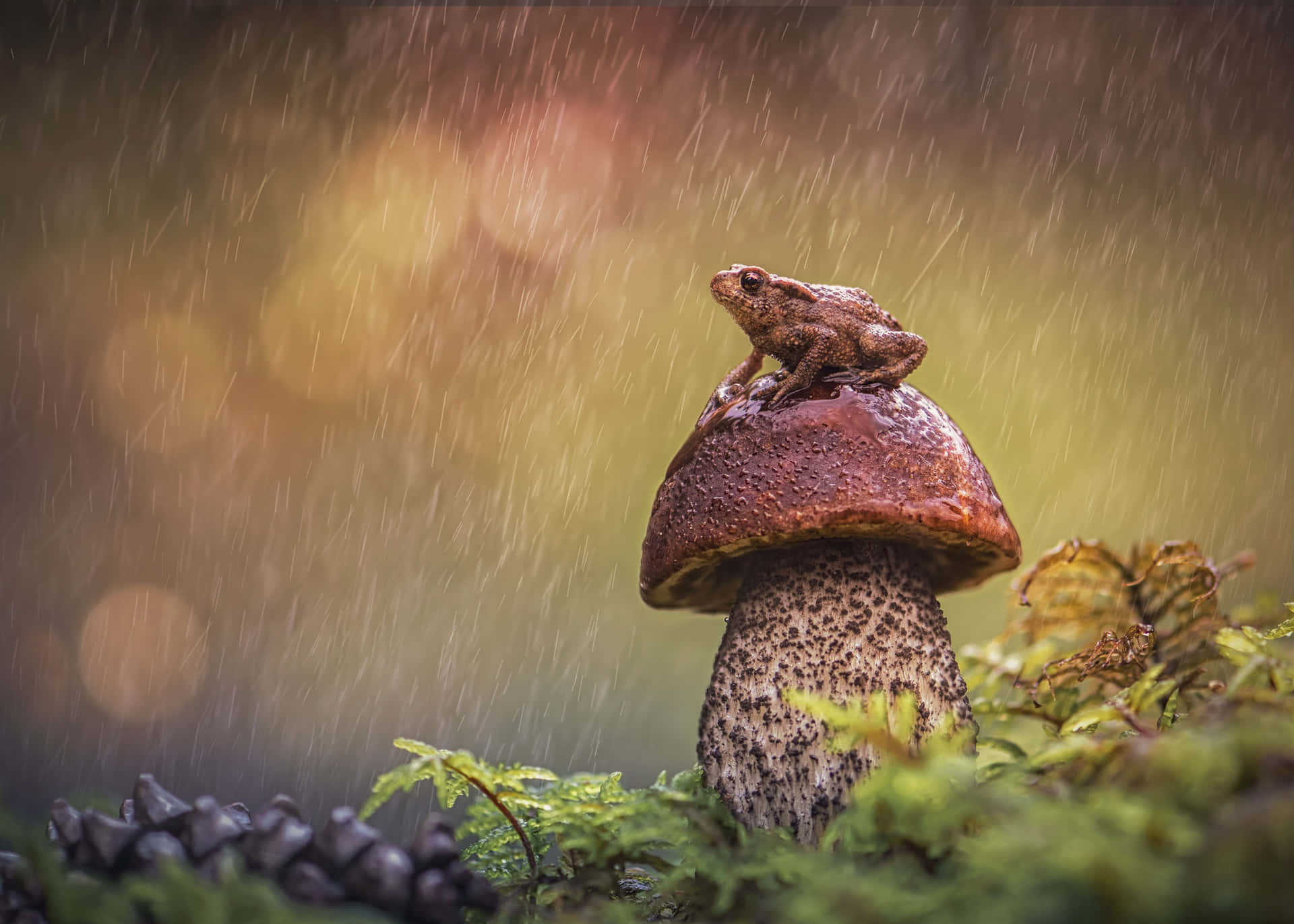Frog Rain Shelter Mushroom.jpg Background