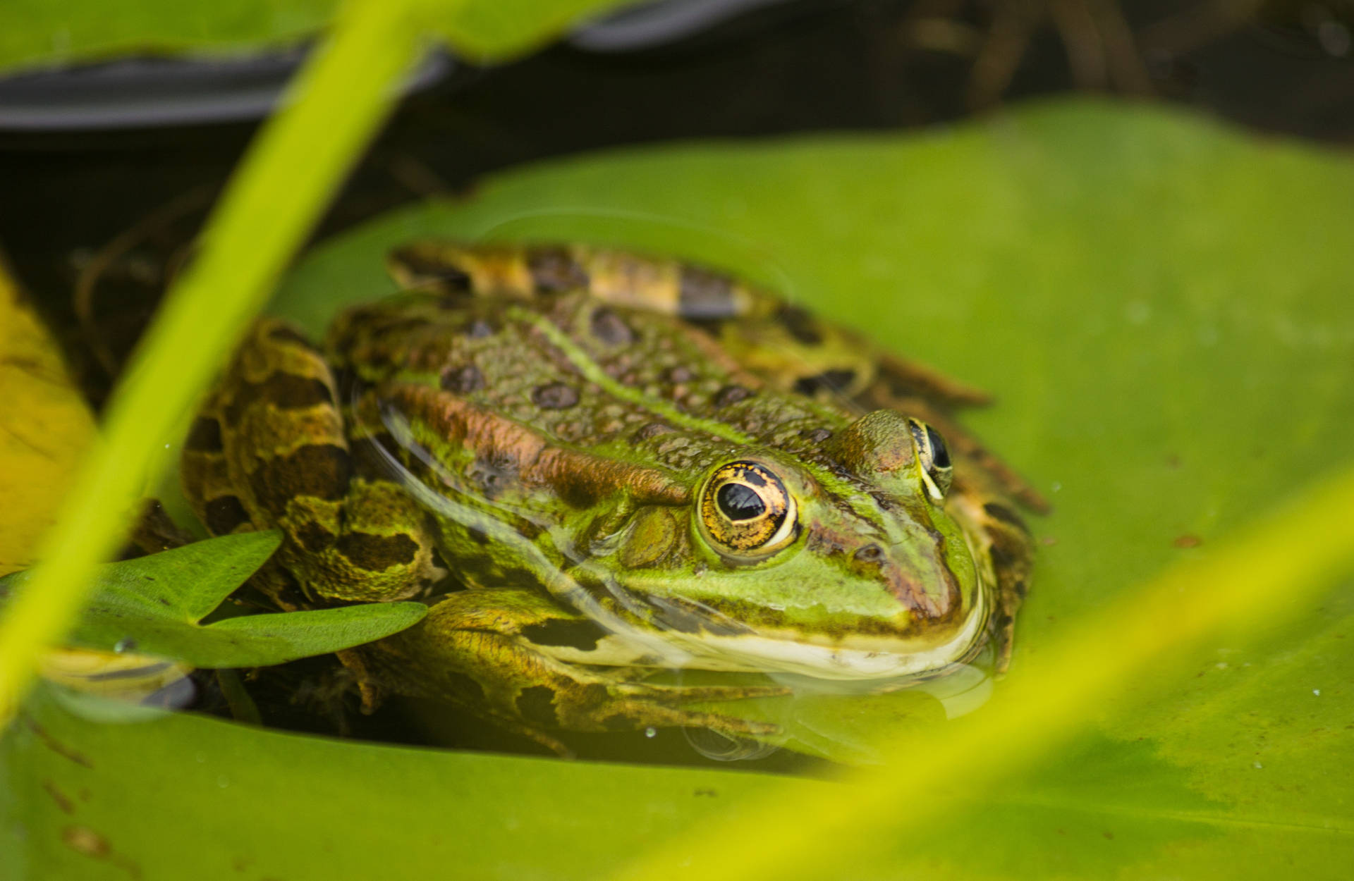 Frog Resting On A Leaf Background